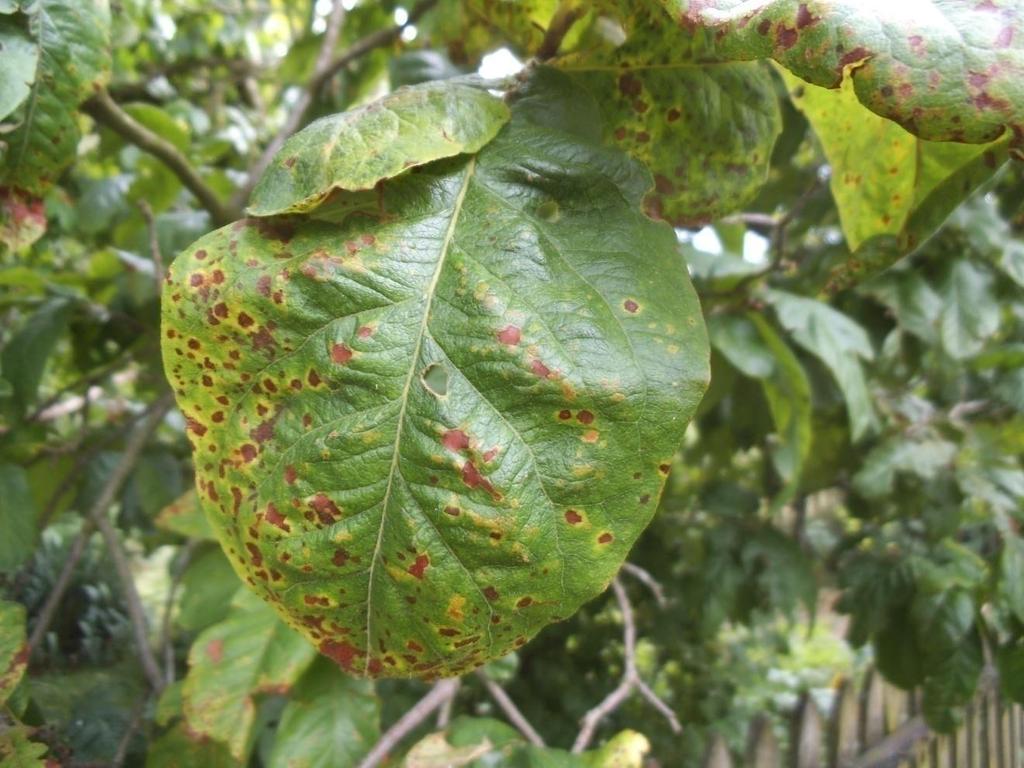 Barnafoltosság birsen 2-3 mm átm.kerek, pirosbarna,.