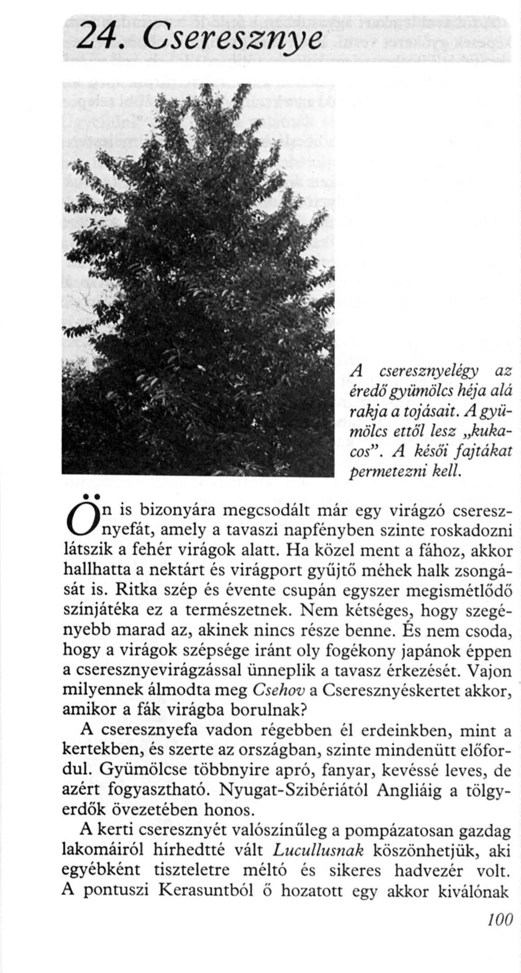 24. Cseresznye O n A cseresznyelégy az éredő gyümölcs héja alá rakja a tojásait. A gyümölcs ettől lesz "kukacos". A késői fajtákat permetezni kell.