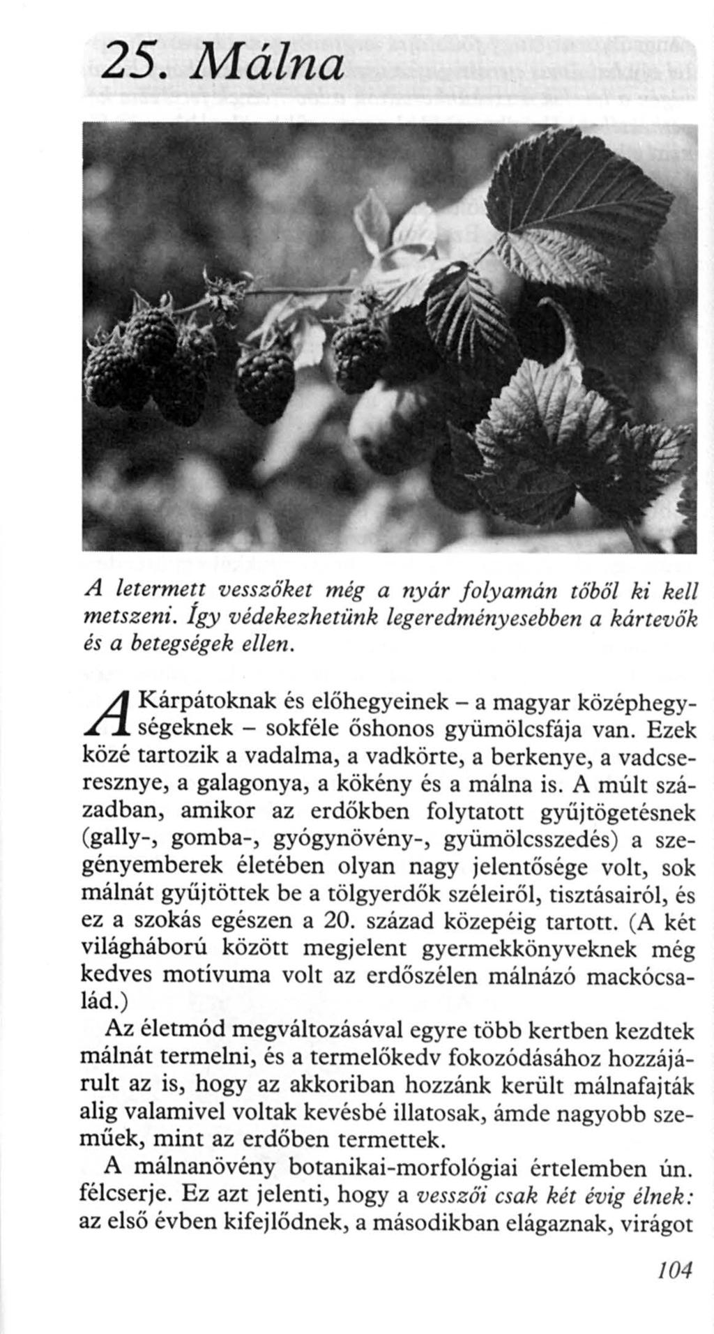 25. M álna A leterrnett vesszöket még a nyár folyamán töböl ki kell metszeni. Így védekezhetünk legeredményesebben a kártevők és a betegségek ellen.