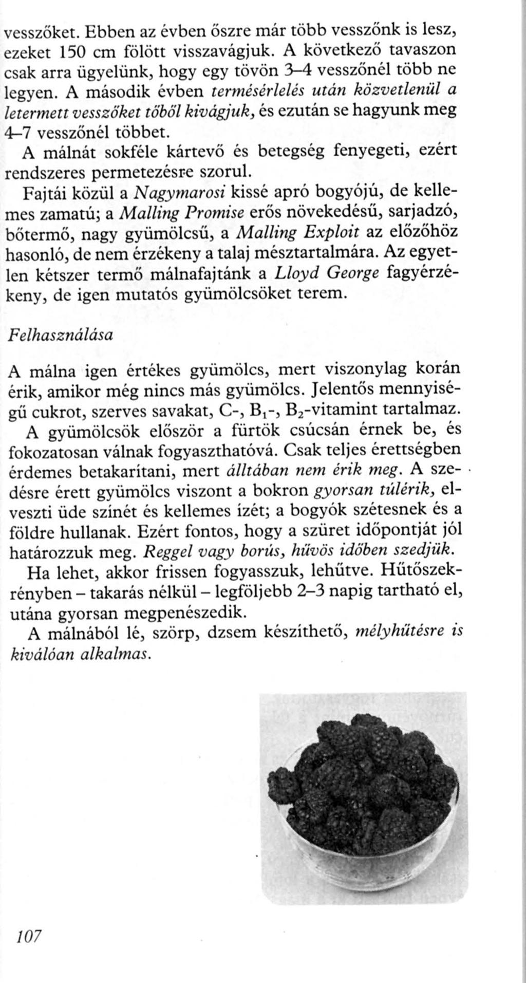 vesszőket. Ebben az évben őszre már több vesszőnk is lesz, ezeket 150 cm fölött visszavágjuk. A következő tavaszon csak arra ügyelünk, hogy egy tövön 3-4 vesszőnél több ne legyen.