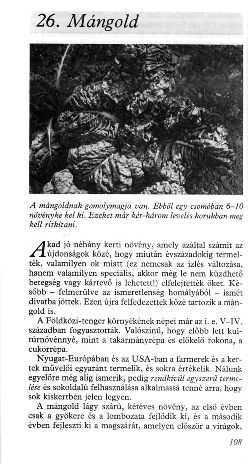 26. Mángold A mángoldnak gomolymagja van. Ebből egy csomóban6-10 növény ke kel ki. Ezeket már két-három leveles korukban meg kell ritkítani.