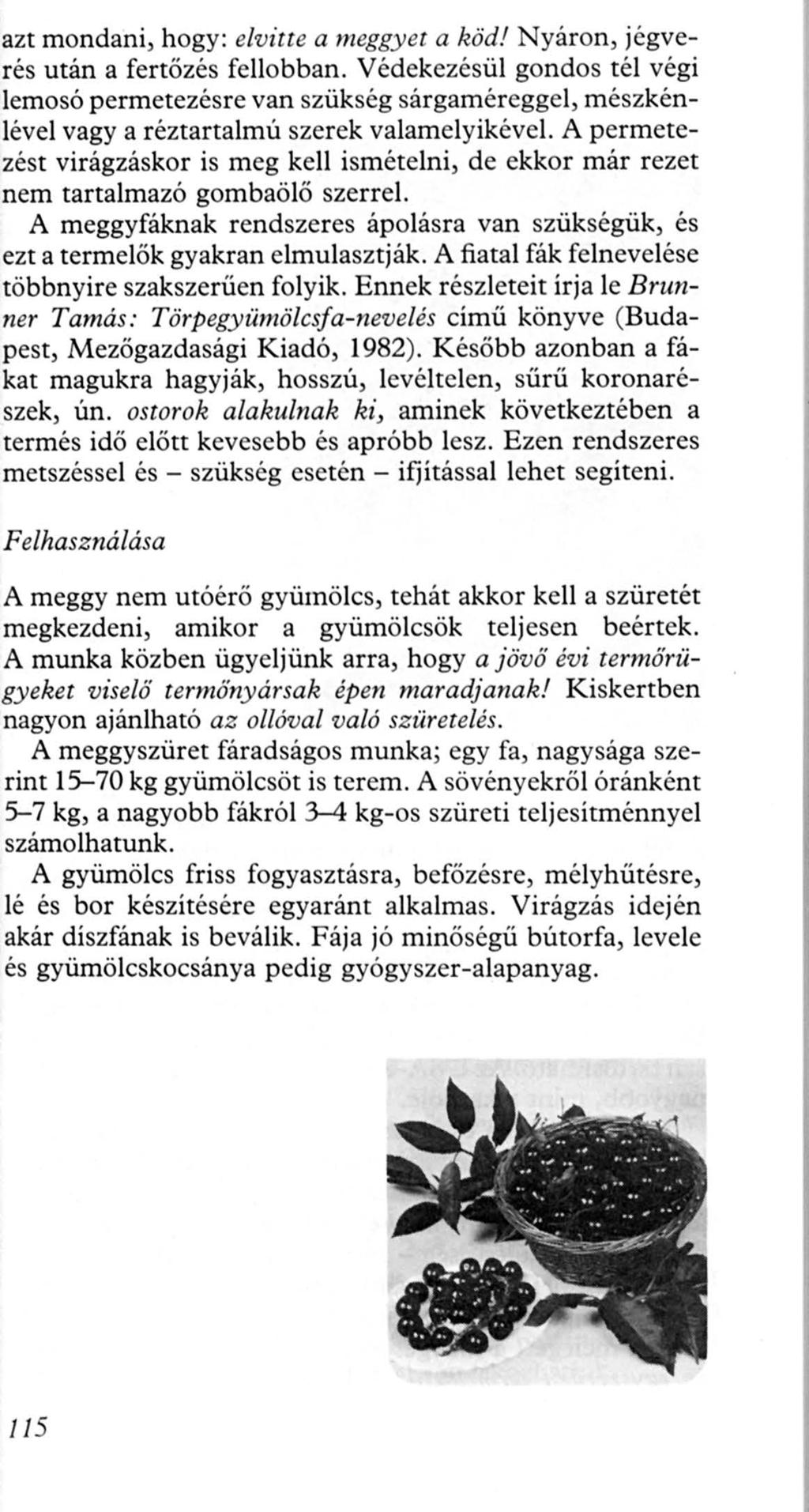 azt mondani, hogy: elvitte a meggyet a köd! Nyáron, jégverés után a fertözés fellobban.