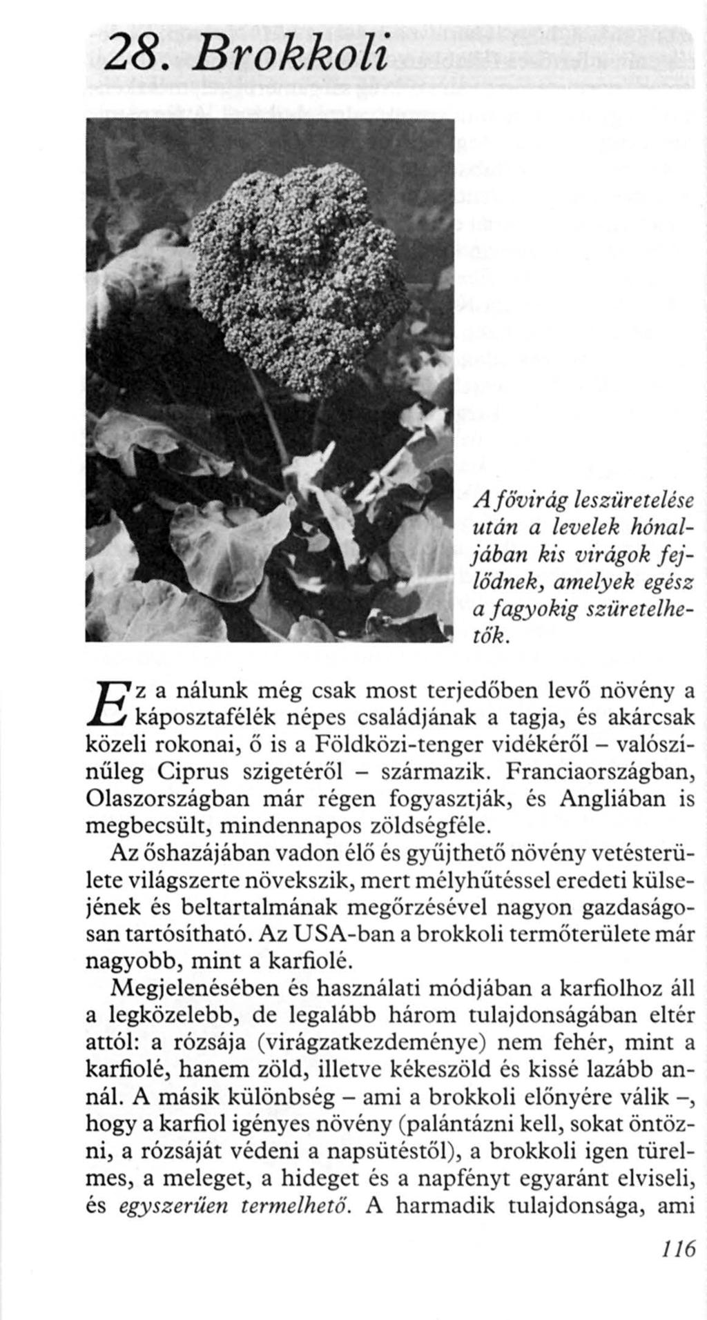 28. Brokkoli Afővirág leszüretelése után a levelek hónaljában kis virágok fejlődnek, amelyek egész a fagyokig szüretelhetők.