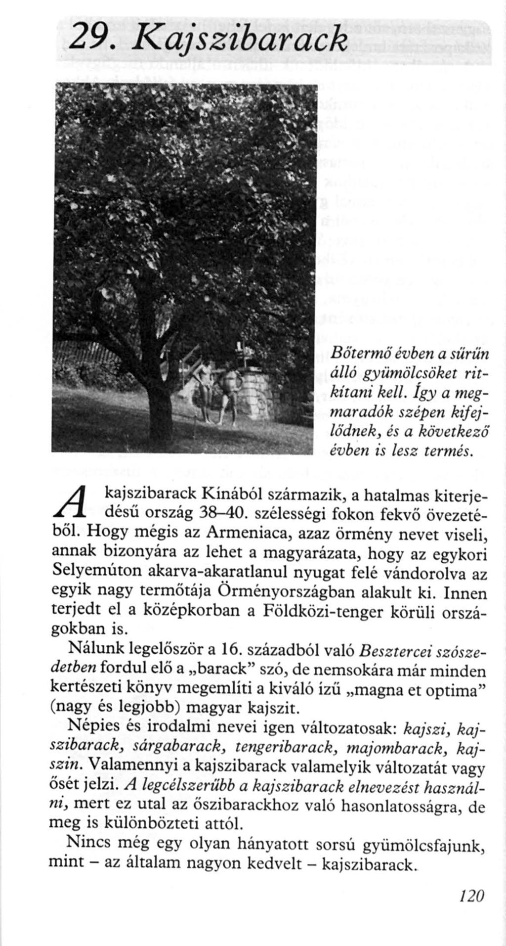 29. Kajszibarack A Bőtermő évben a sűrűn álló gyümölcsöket ritkítani kell. Így a megmaradók szépen kifejlődnek, és a következő évben is lesz termés.