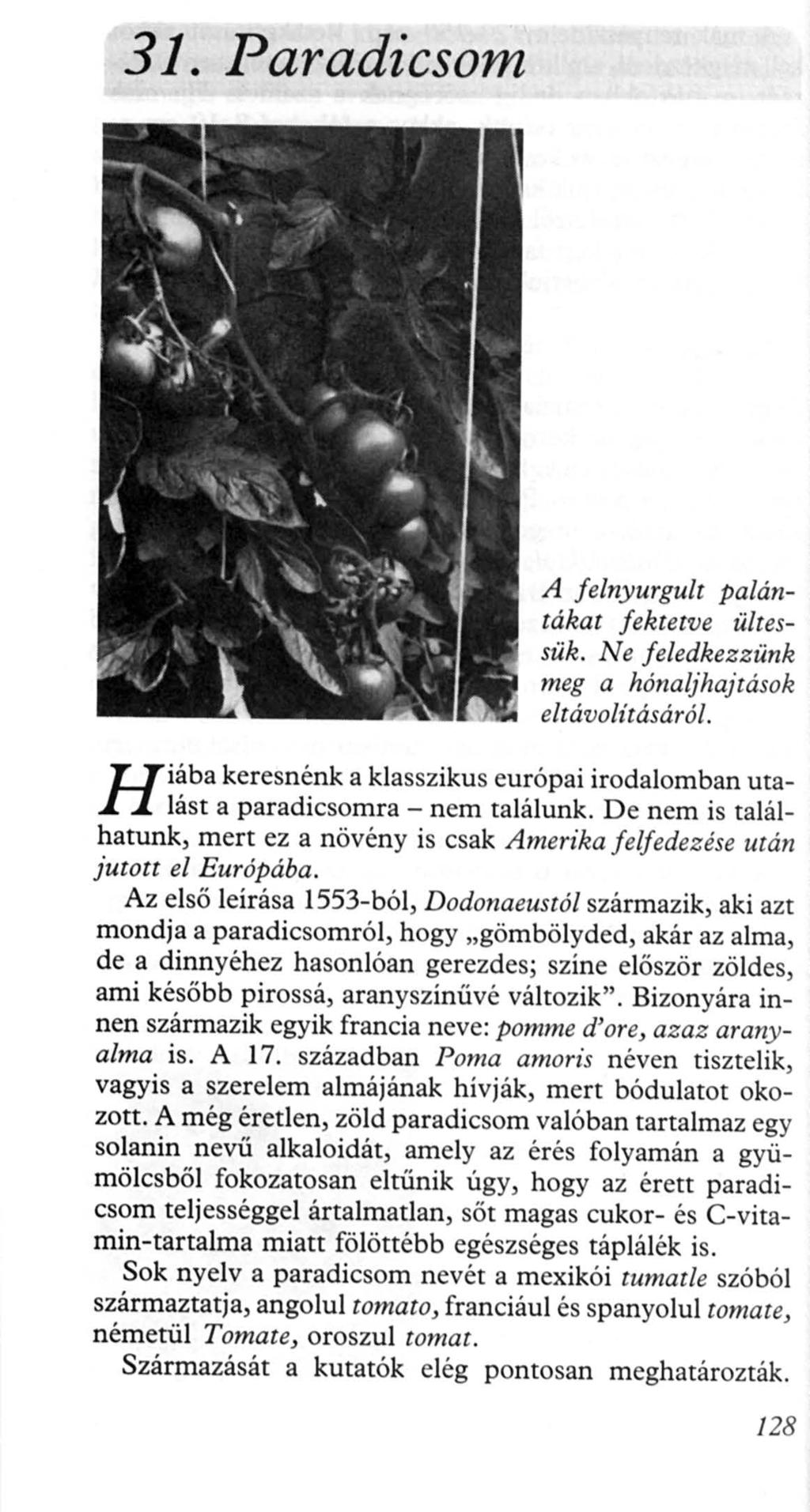 31. Paradicsom H iába A felnyurgult palántákat fektetve ü/tessük. Ne feledkezzünk meg a hónaljhajtások eltávolításáról.