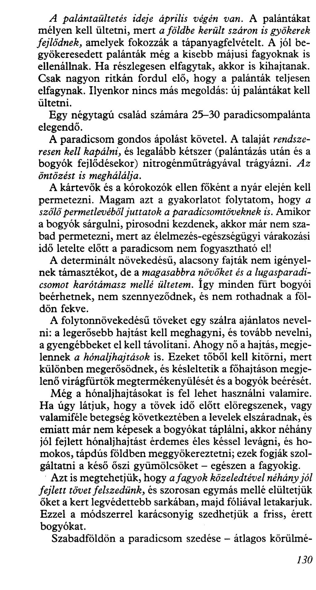 A palántaültetés ideje április végén van. A palántákat mélyen kell ültetni, mert a földbe került száron is gyökerek fejlődnek, amelyek fokozzák a tápanyagfelvételt.