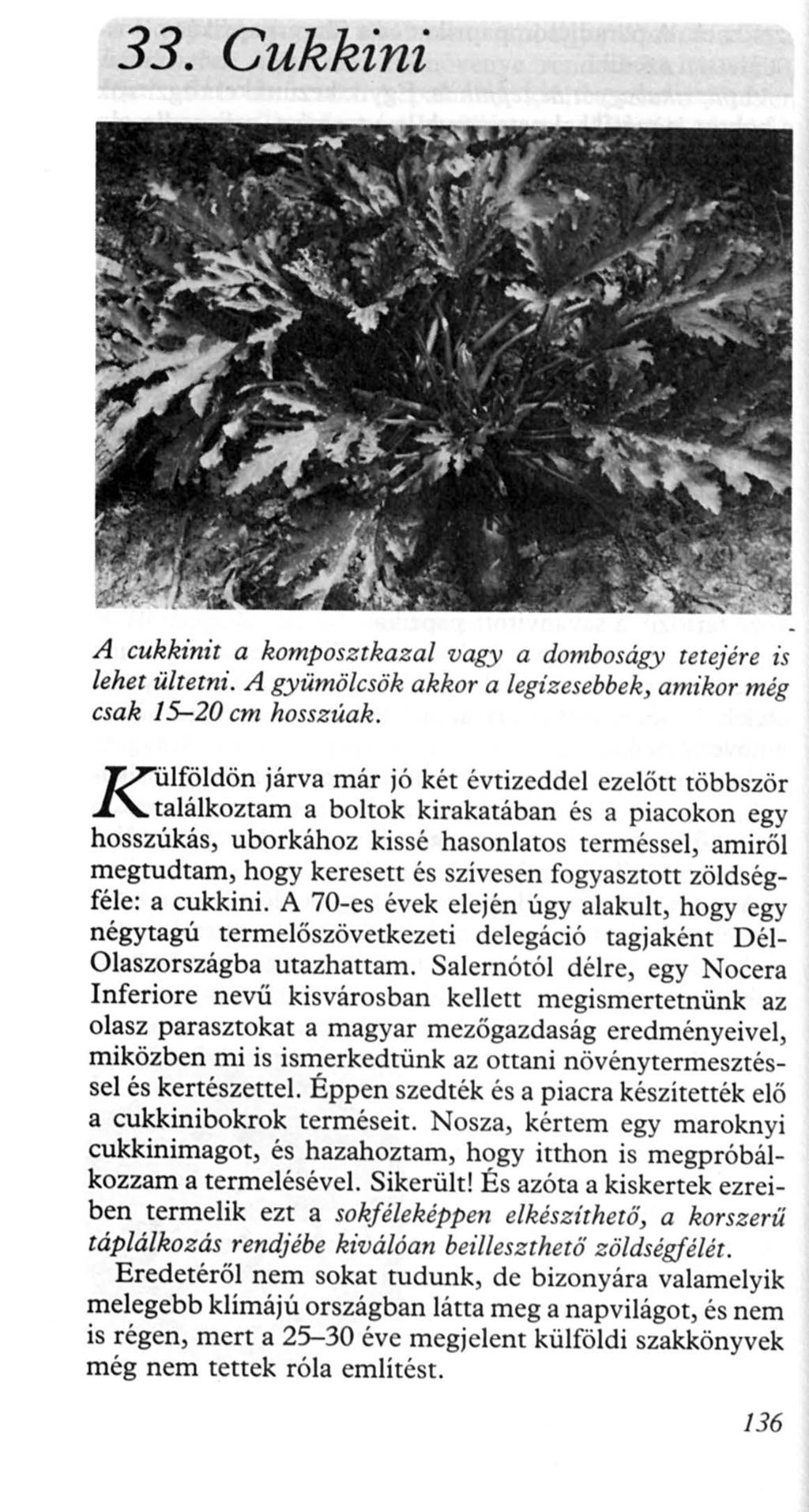 33. Cukkini A cukkinit a komposztkazal vagy a domboságy tetejére is lehet ültetni. A gyümölcsök akkor a legízesebbek, amikor még csak 15-20 cm hosszúak.