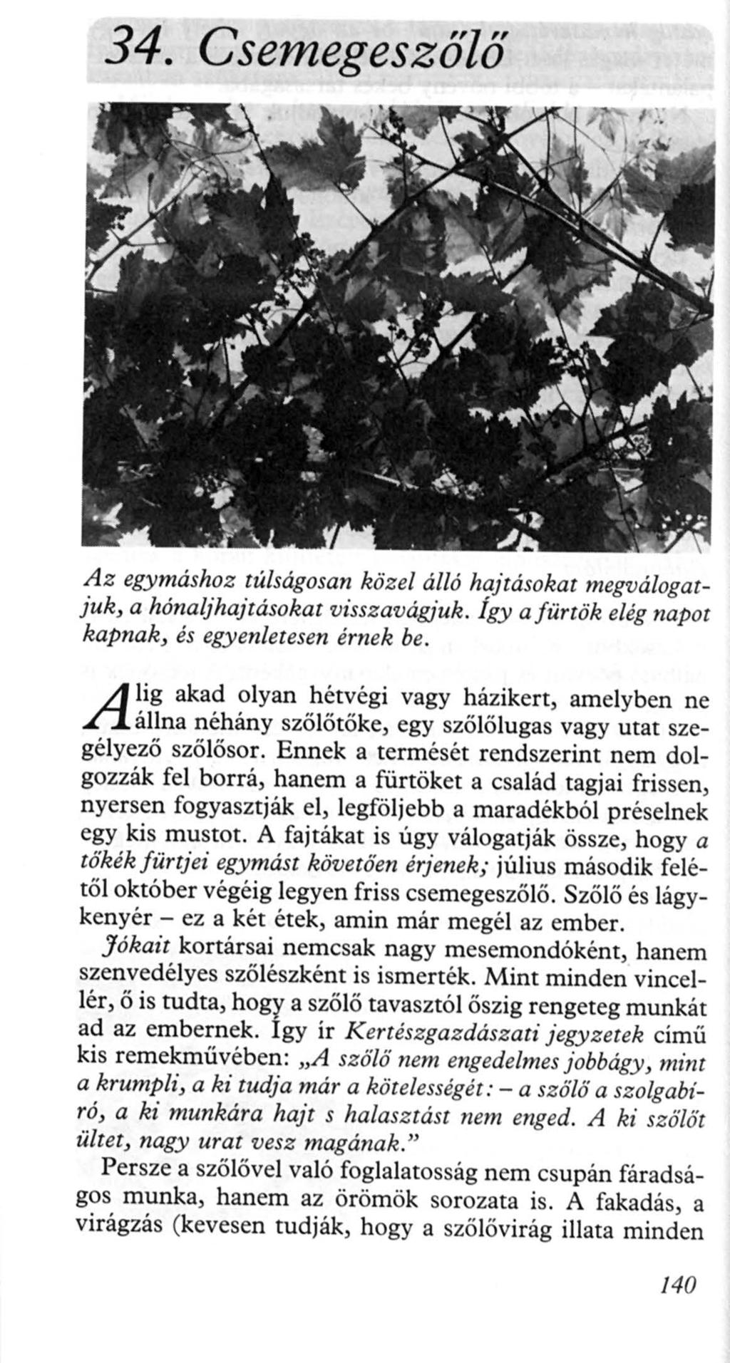 34. Csemegeszölő Az egymáshoz túlságosan közel álló hajtásokat megválogatjuk, a hónaljhajtásokat visszavágjuk. Így a fürtök elég napot kapnak, és egyenletesen érnek be.