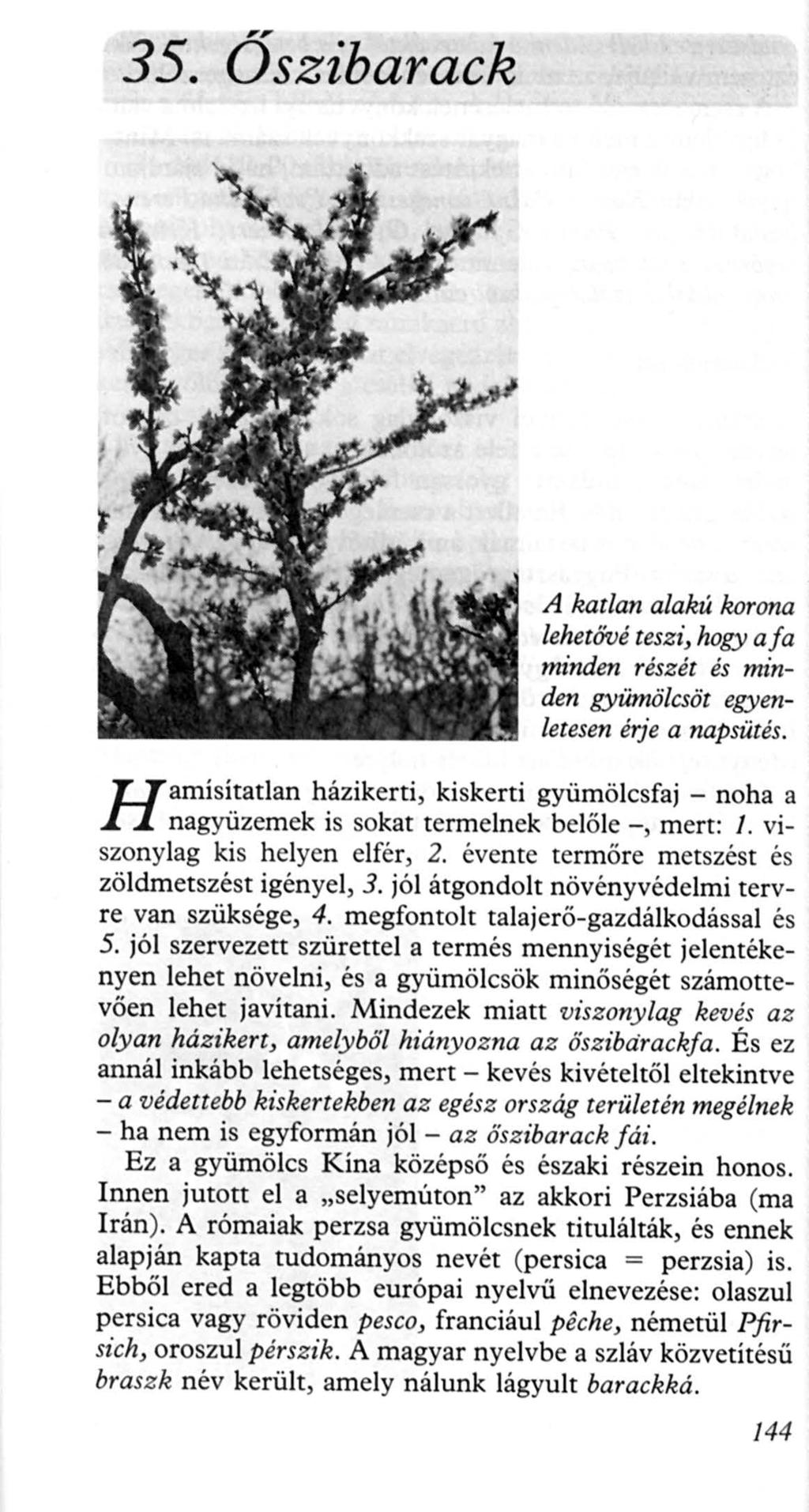 35. Őszibarack H amísítatlan A katlan alakú korona lehetövé teszi, hogy aja minden részét és minden gyümölcsöt egyenletesen érje a napsütés.