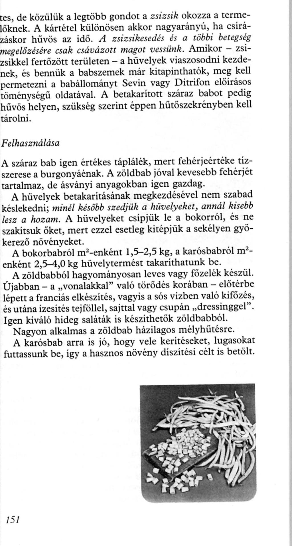 es, de közülük a legtöbb gondot a zsizsik okozza a termeöknek. A kártétel különösen akkor nagyarányú, ha csírááskor hűvös az idő.