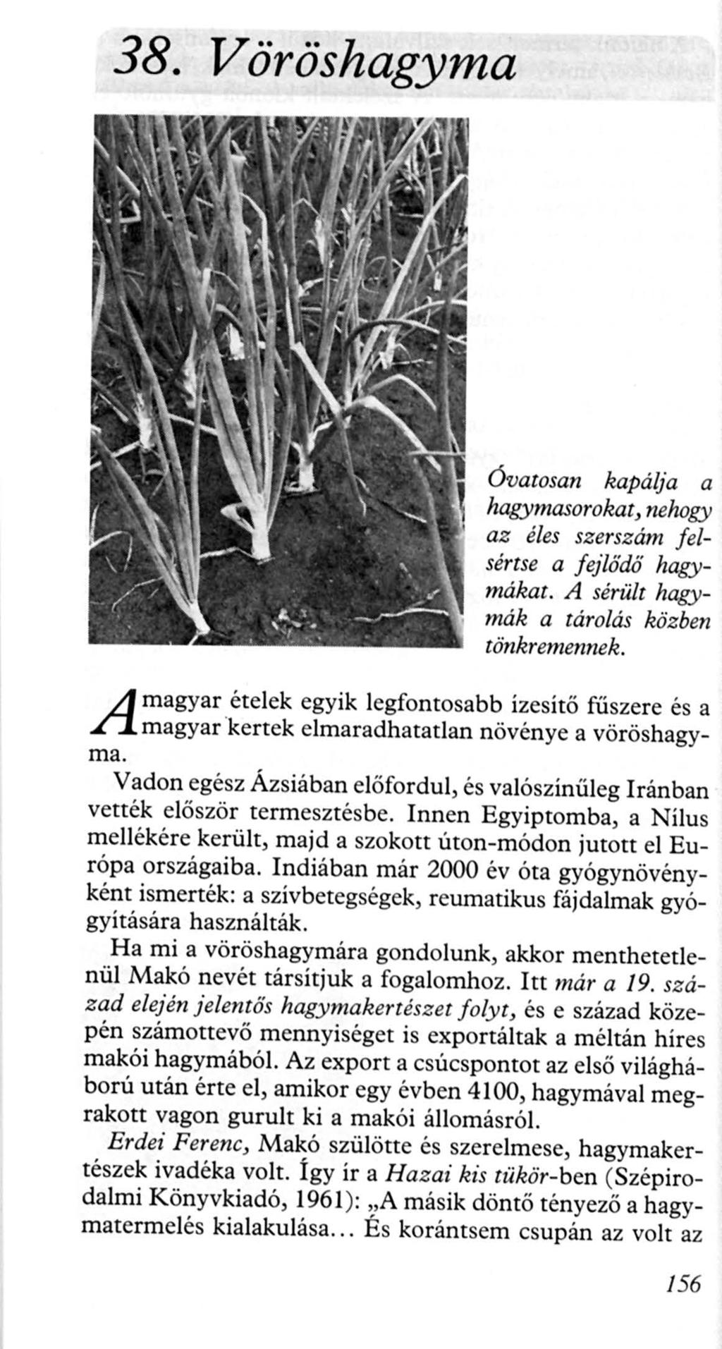 38. Vöröshagyma A Óvatosan kapálja a hagymasorokat, nehogy az éles szerszám f elsértse a fejlődő hagymákat. A sérült hagymák a tárolás közben tönkremennek.