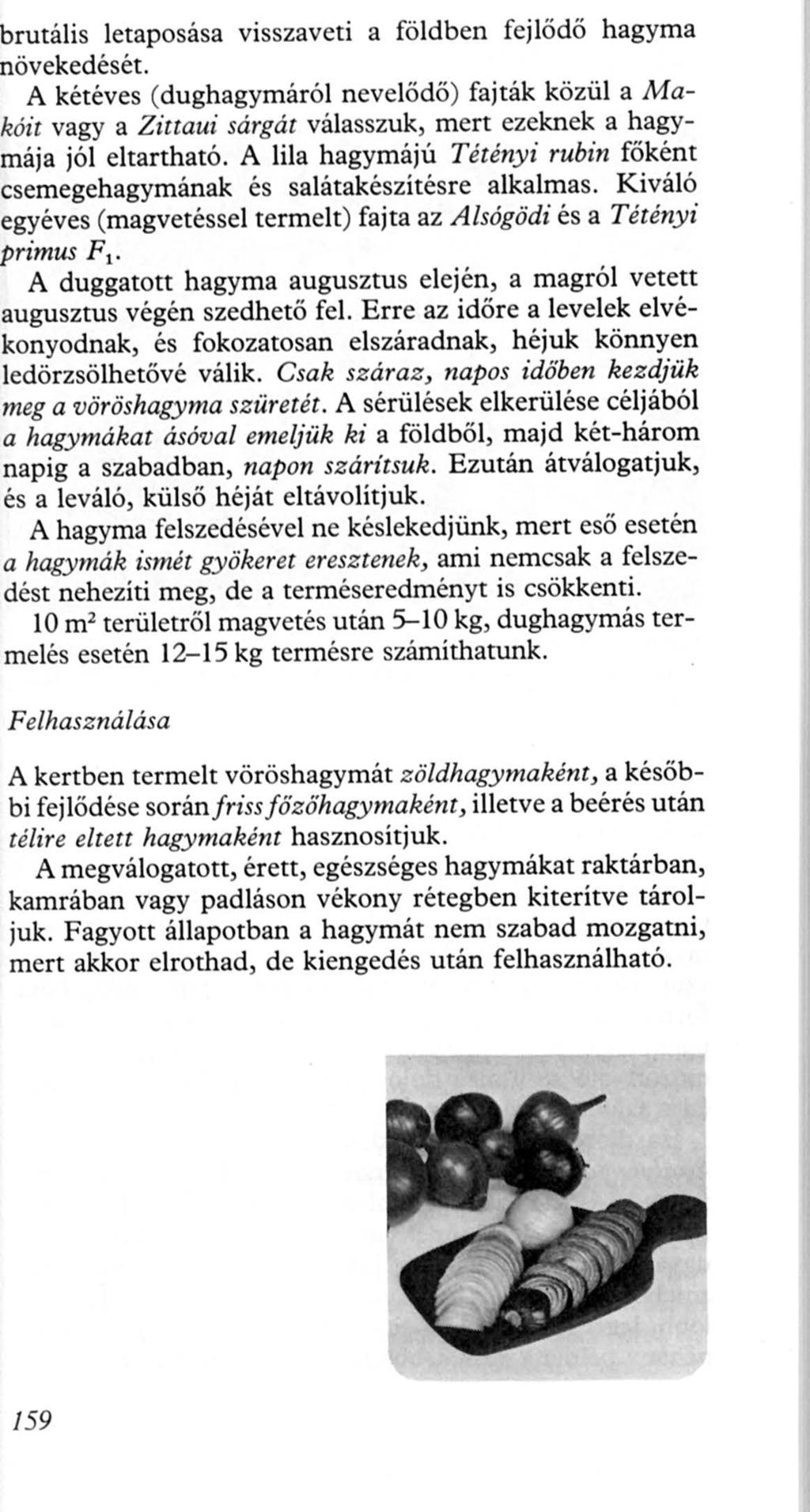 rutális letaposása visszaveti a földben fejlődő hagyma övekedését. A kétéves (dughagymáról nev e lődő ) fajták közül a Makóit vagy a Zittaui sárgát válasszuk, mert ezeknek a hagymája jól eltartható.
