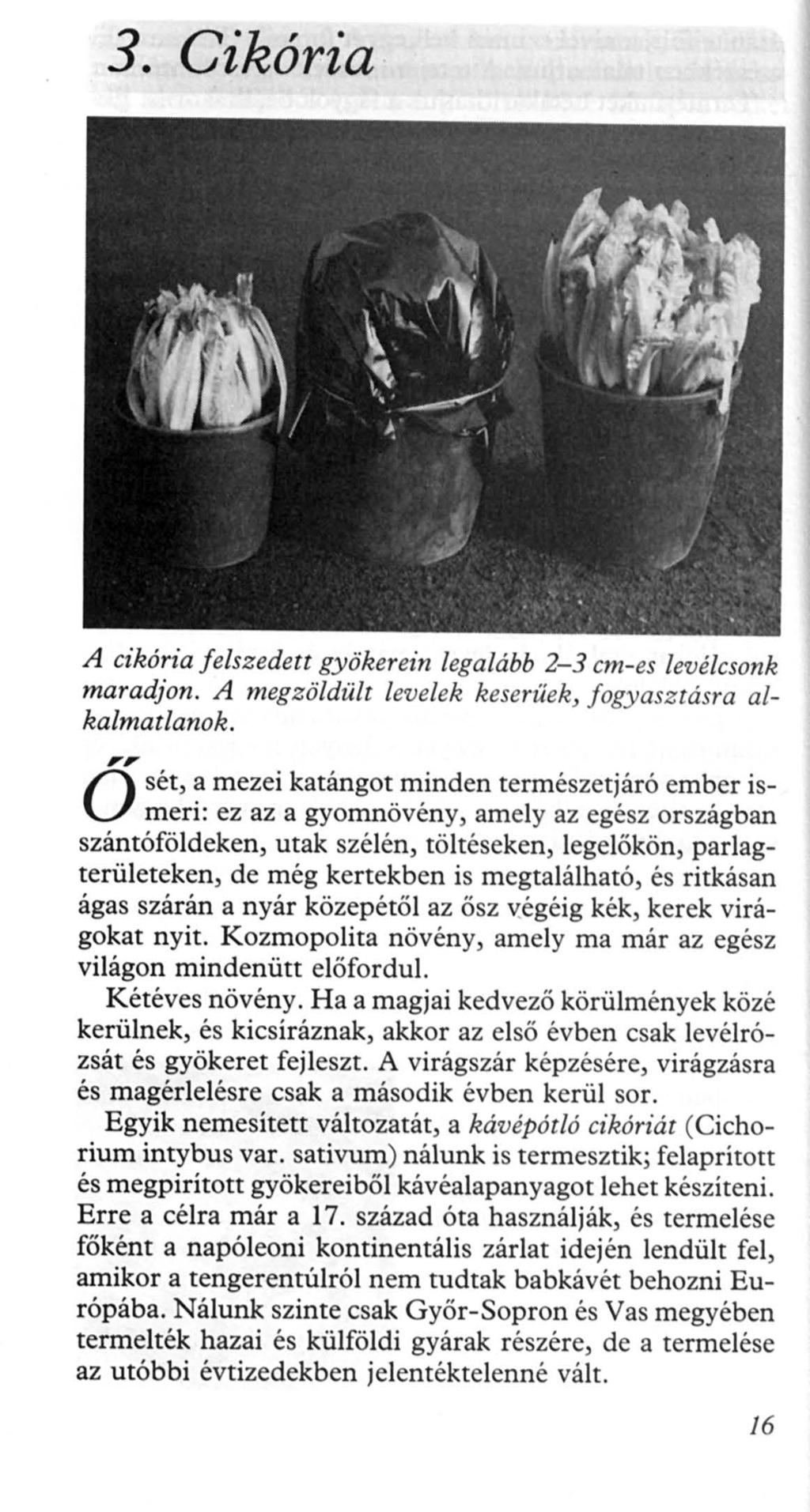 3. Cikória A cikória felszedett gyökerein legalább 2-3 cm-es levélcsonk maradjon. A megzöldült levelek keserüek, fogyasztásra alkalmatlanok.