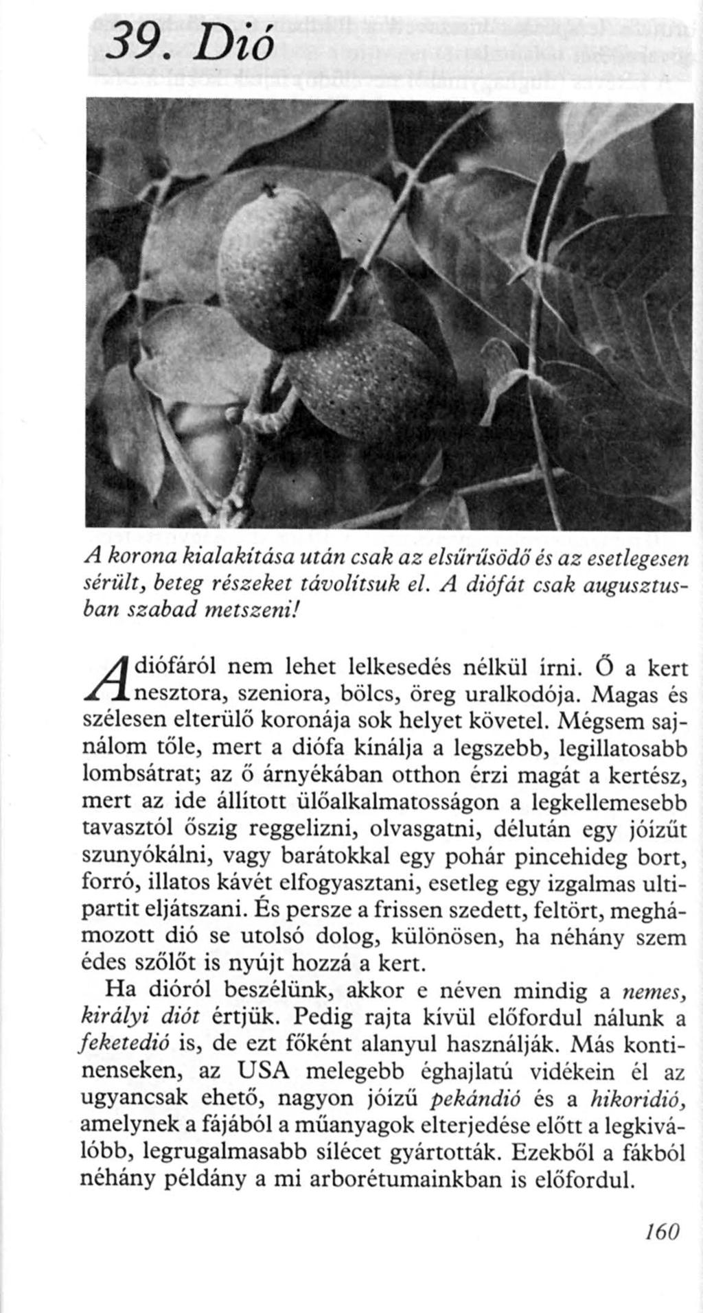39. Dió A korona kialakítása után csak az e lsűrűsödő és az esetlegesen sérült, beteg részeket távolítsuk el. A diófát csak augusztusban szabad metszeni! A diófáról nem lehet lelkesedés nélkül írni.
