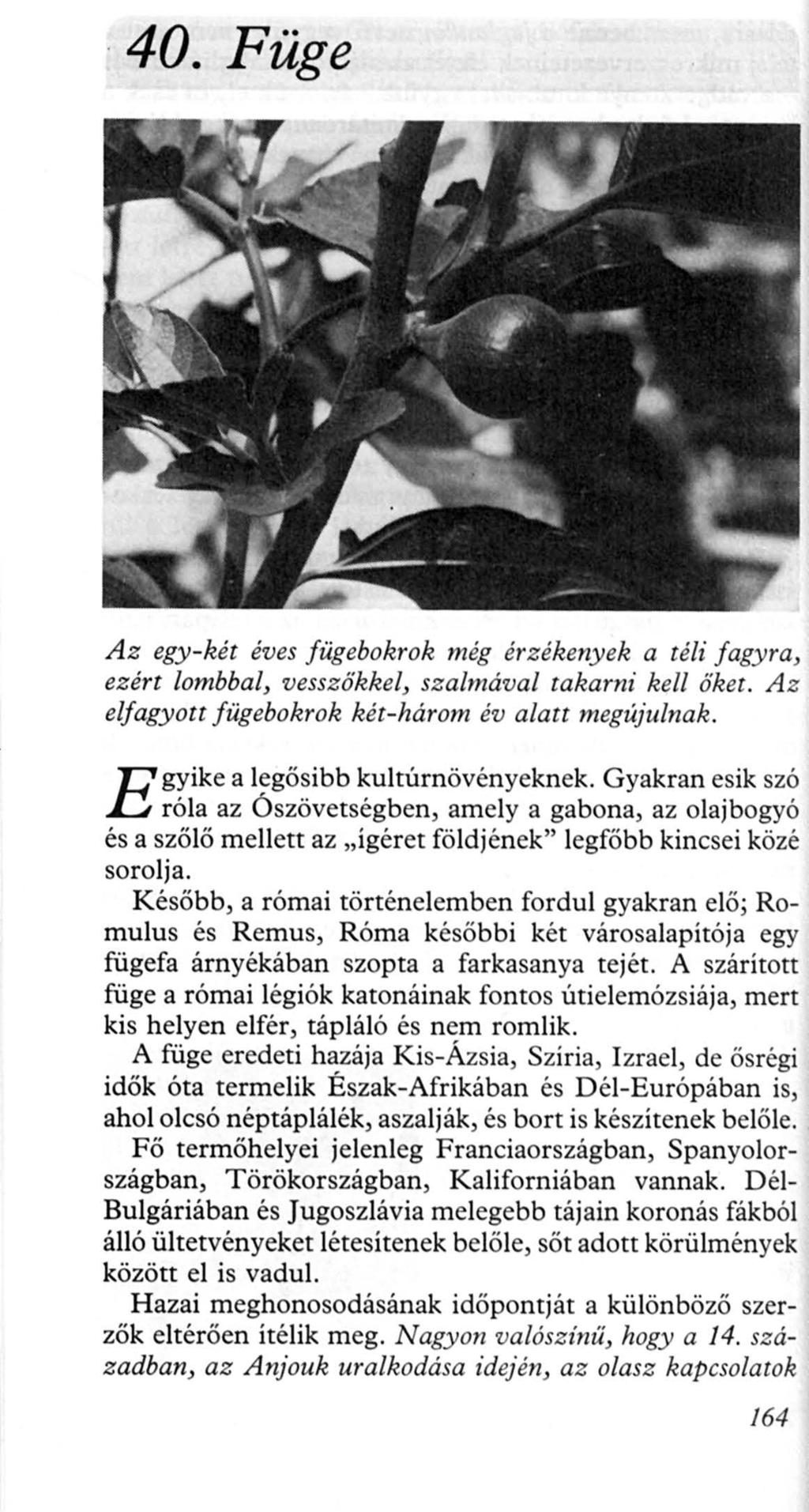40. Füge Az egy-két éves fügebokrok még érzékenyek a téli fagyra, ezért lombbal, vesszőkkel, szalmával takarni kell öket. A z elfagyott fügebokrok két-három év alatt megújulnak.