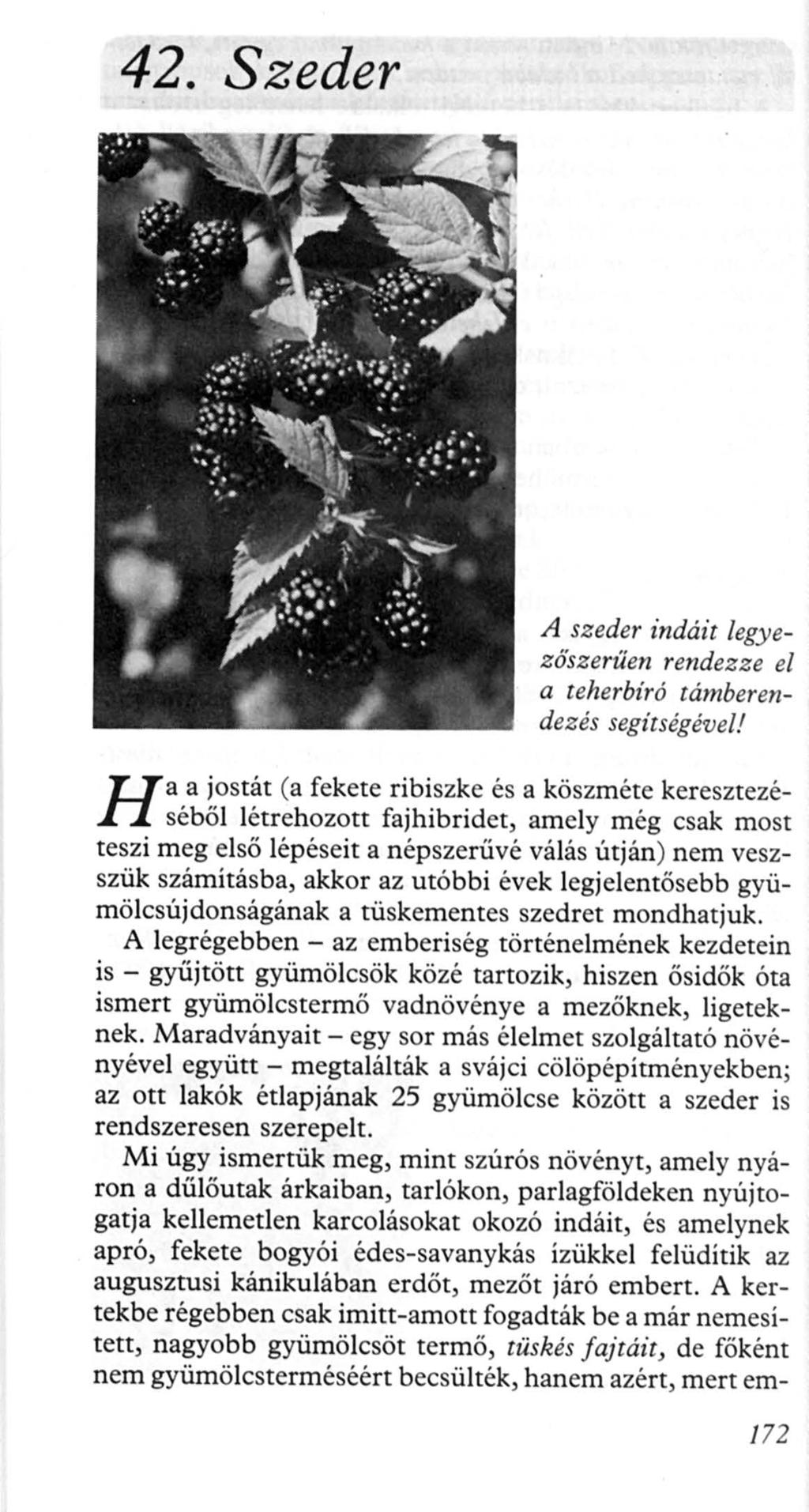 42. Szeder H A szeder indáit legyezősze rűen rendezze el a teherbíró rámberendezés segítségéve/!