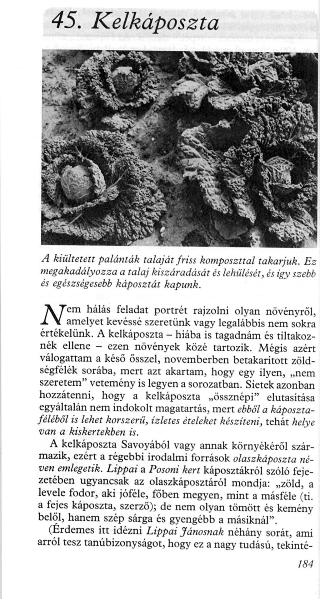 45. Kelkáposzta A kiültetett palánták talaját friss komposzttal takarjuk. Ez megakadályozza a talaj kiszáradását és leh ű lé s é t, és így szebb és egészségesebb káposztát kapunk.