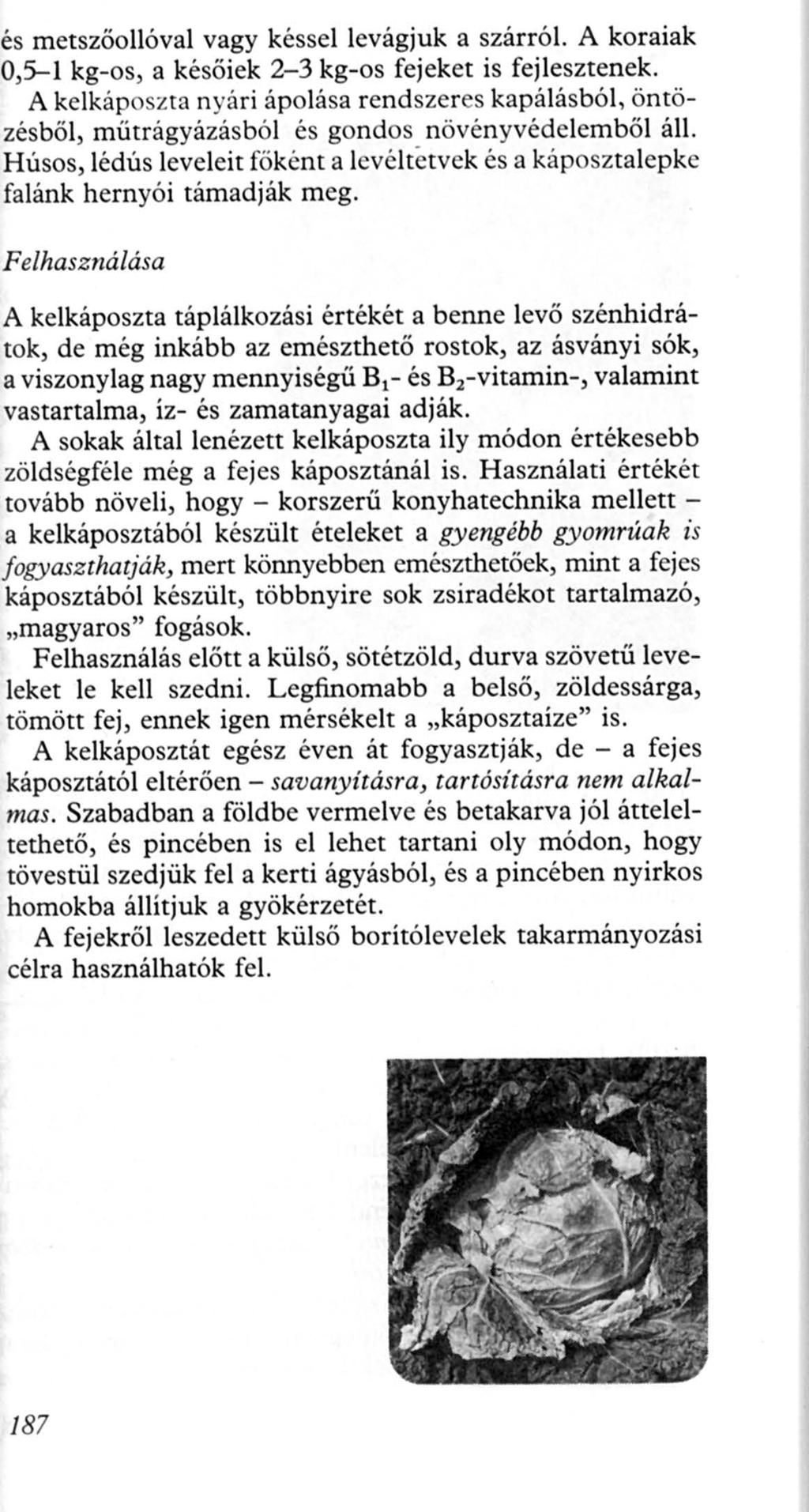 és metszőollóval vagy késsel levágjuk a szárról. A koraiak 0,5-1 kg-os, a későiek 2-3 kg-os fejeket is fejlesztenek.
