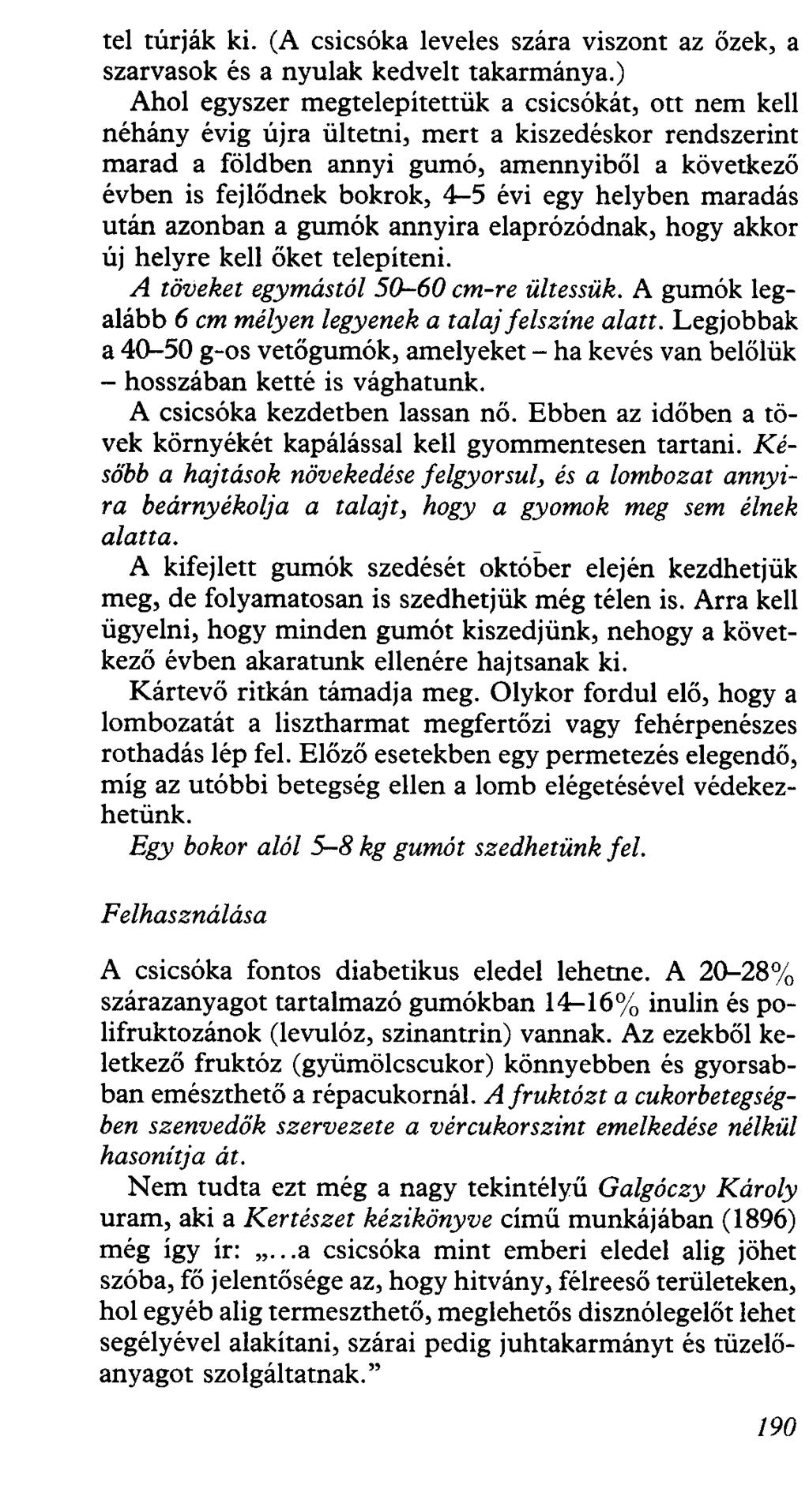 tel túrják ki. (A csicsóka leveles szára viszont az őzek, a szarvasok és a nyulak kedvelt takarmánya.
