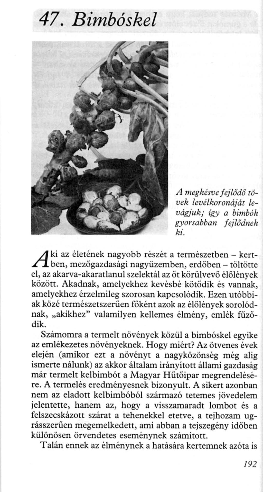 47. Bimbóskel A A megkésve fejlődő tövek levélkoronáját levágjuk; így a bimbók gy orsabban fejlődn ek ki.