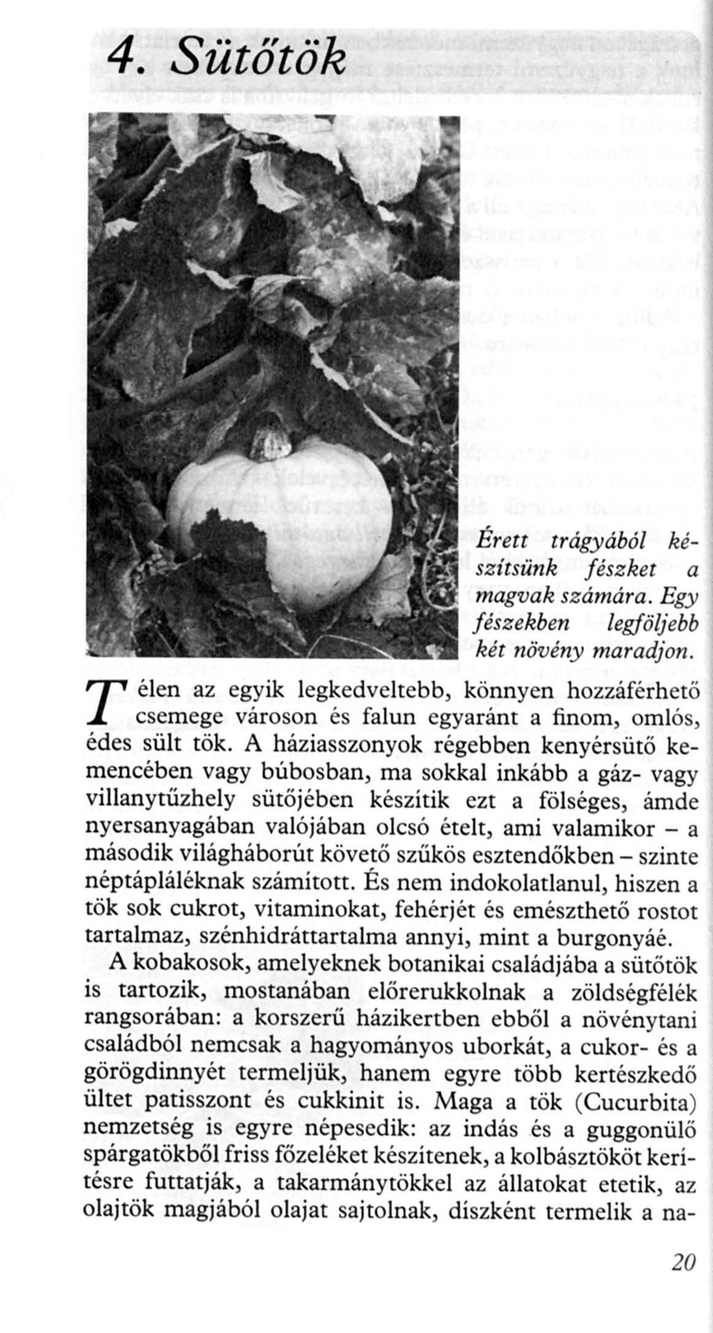 4. Sütőtök T Érett trágyából készítsünk fészket a magvak számára. Egy f észekben legföljebb két növény maradjon.