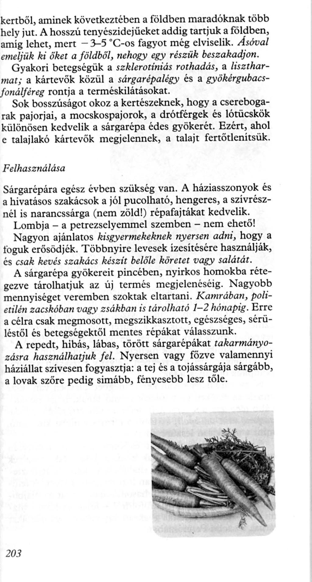 kertből, aminek következtében a földben maradóknak több hely jut. A hosszú tenyészidejűeket addig tartjuk a földben, amíg lehet, mert - 3-5 c-os fagyot még elviselik.