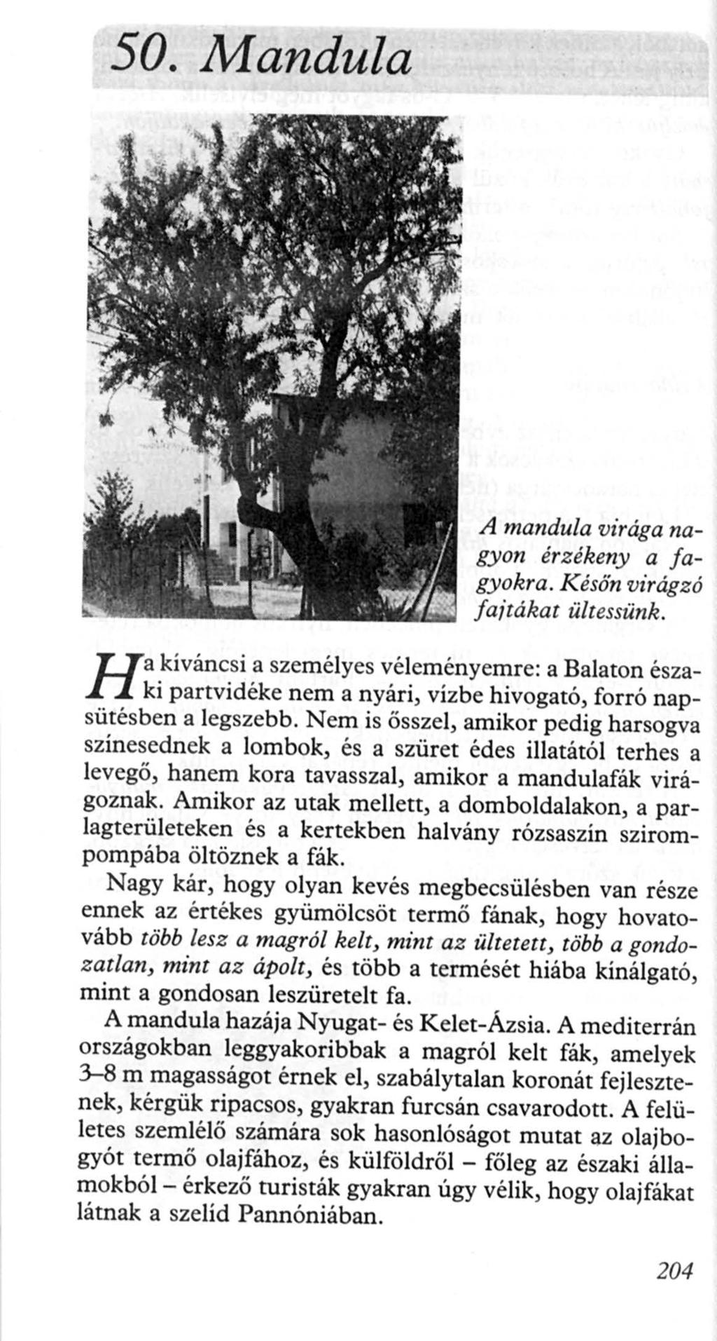 50. Mandula H a A mandula virága nagyon érzékeny a fagyakra. Későn virágzó faitákat ü/tessünk.