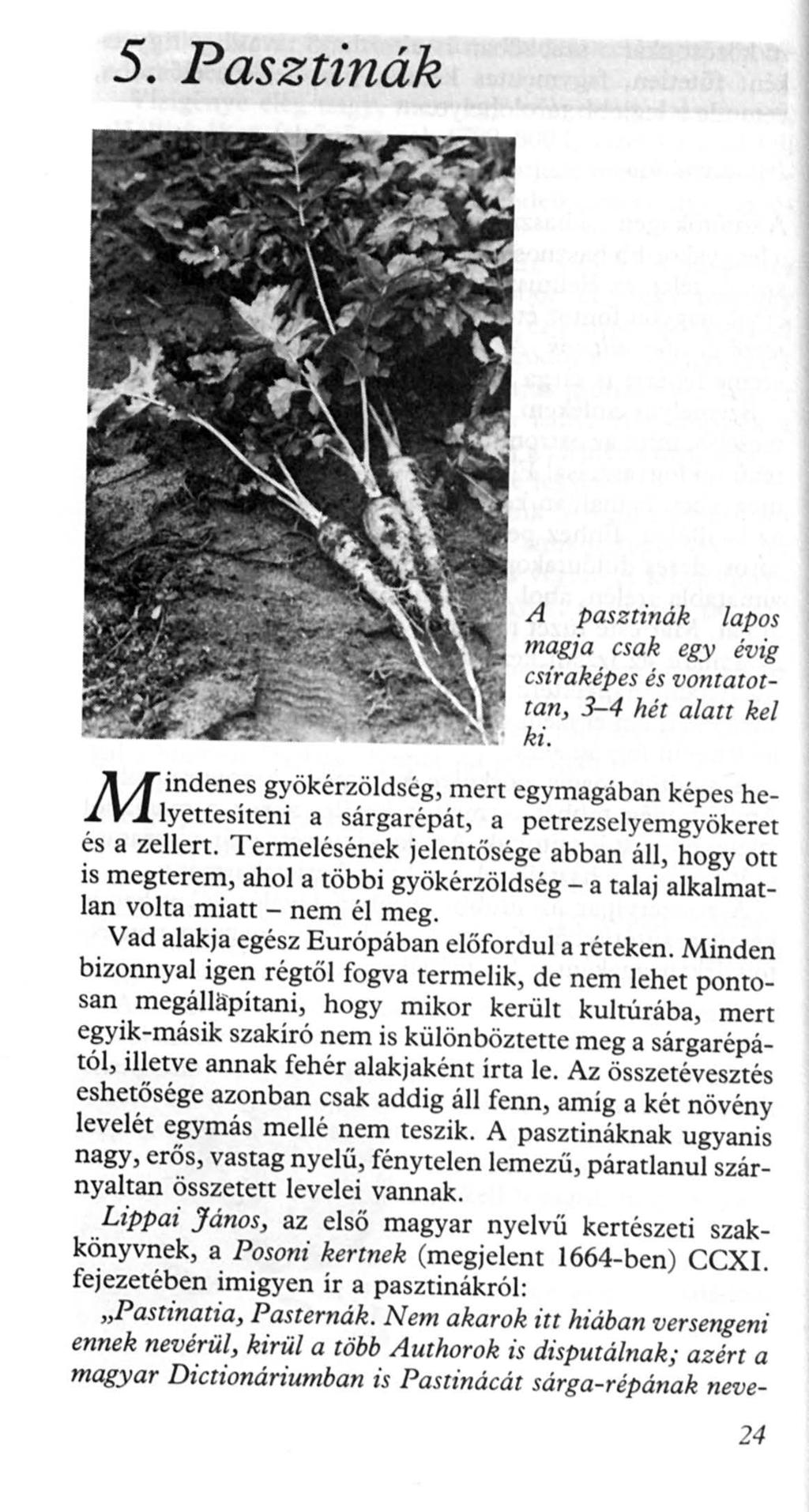 5. Pasztinák M A pasztinák lapos magja csak egy évig csíraképes és vontatottan, 3-4 hét alatt kel ki.