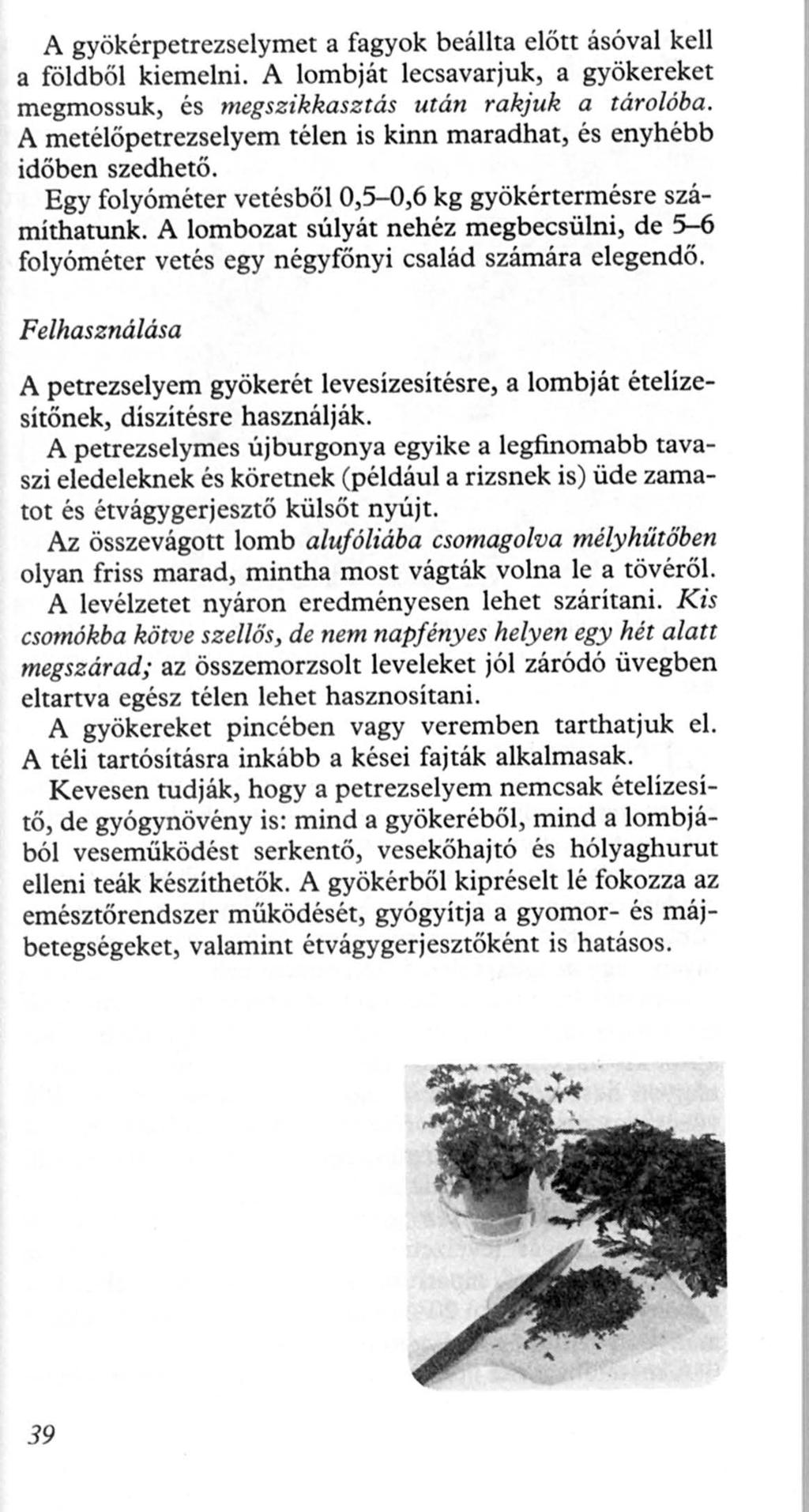 A gyökérpetrezselymet a fagyok beállta előtt ásóval kell a földből kiemelni. A lombját lecsavarjuk, a gyökereket megmossuk, és megszikkasz tás után rakjuk a tárolóba.