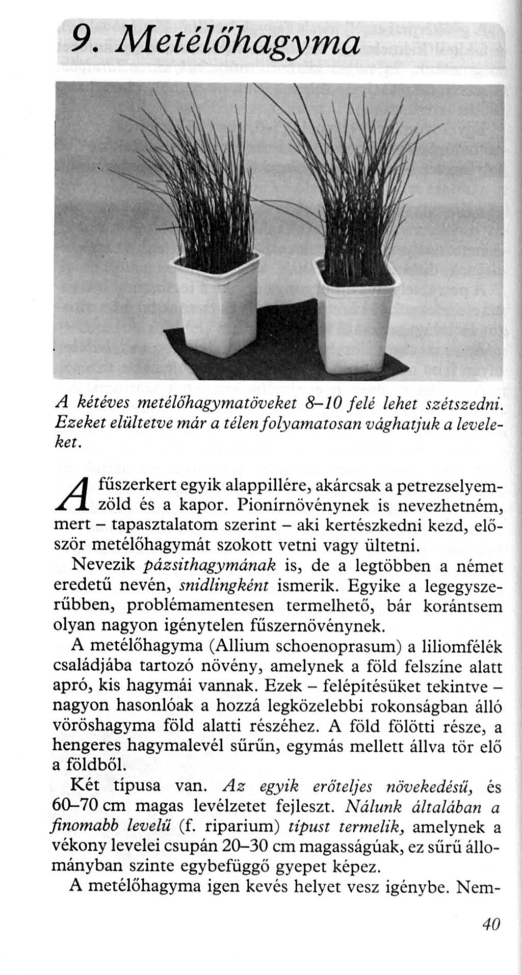 9. Metélőhagyma A kétéves metélőhagymatöv eket 8-10 felé lehet szétszedni. Ezeket e/ültetve már a télenfolyamatosan vághatjuk a leveleket.