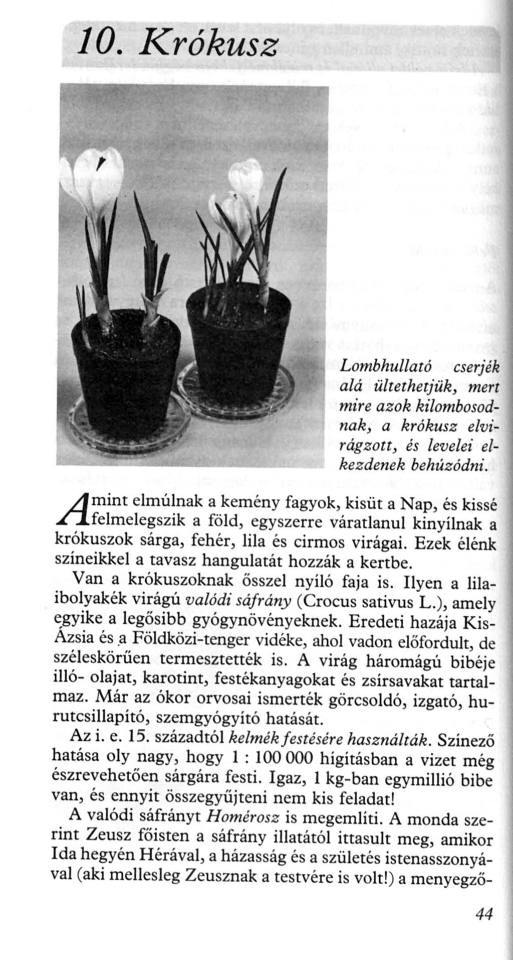 10. Krókusz A mint Lombhullató cserjék alá ültethetjük, mert mire azok kilombosodnak, a krókusz elvirágzott, és levelei elkezdenek behúzódni.