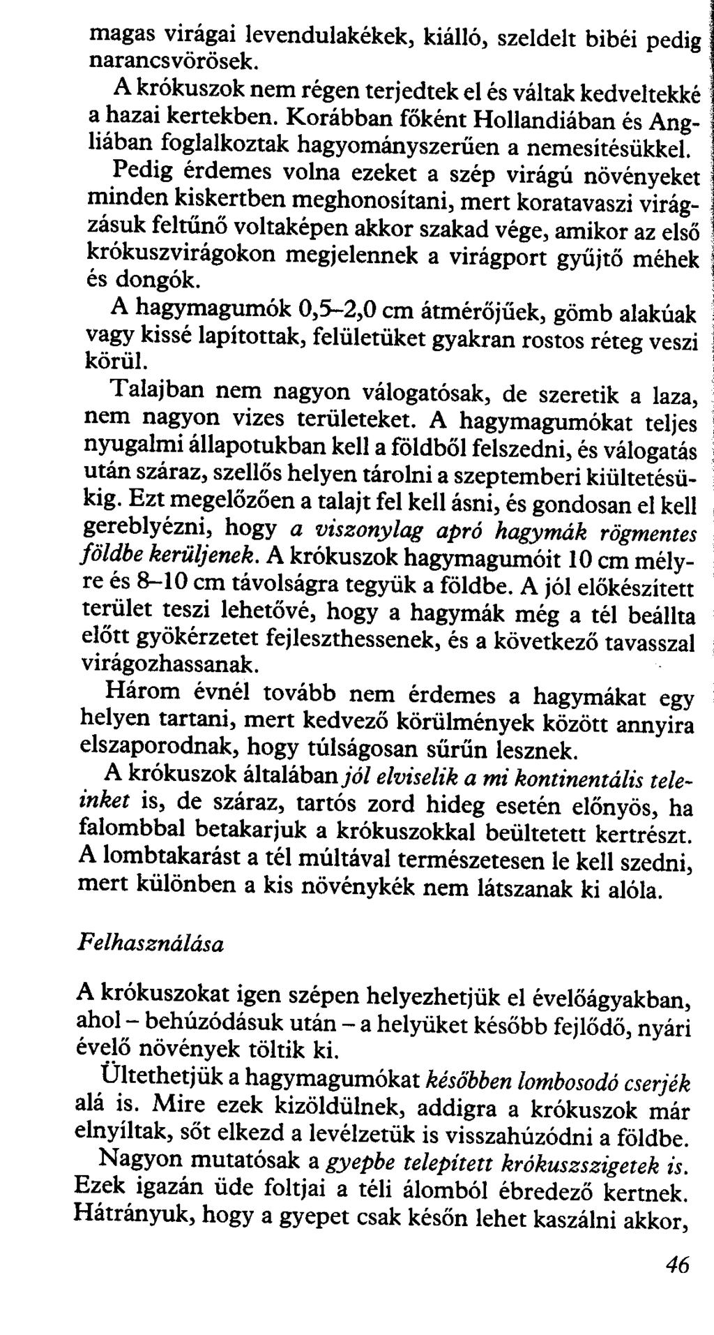 magas virágai levendulakékek, kiálló, szeideit bibéi pedig narancs vörösek. A krókuszok nem régen terjedtek el és váltak kedveltekké a hazai kertekben.