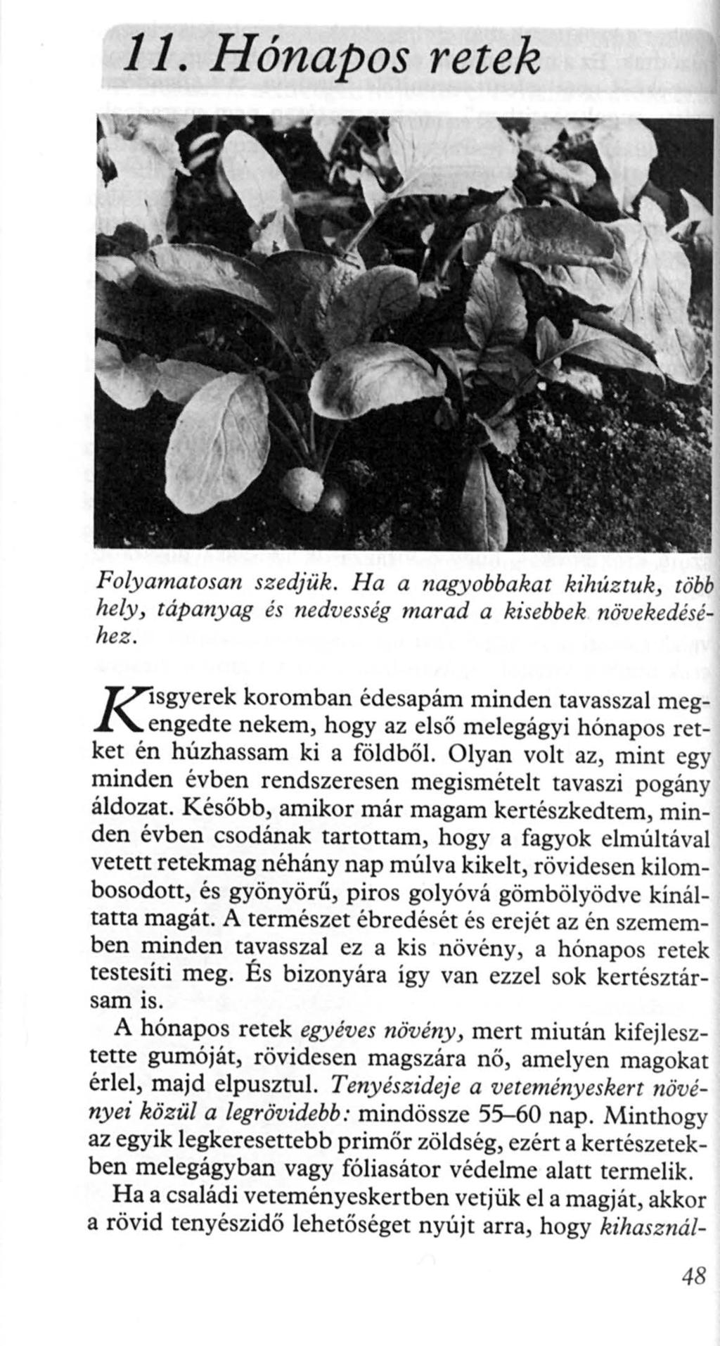 ll. Hónapos retek Folyamatosan szedjük. Ha a nagyobbakat kihúztuk, hely, tápanyag és nedvesség marad a kisebbek no ve ~~eaes e - J hez. Visgyerek koromban édesapám minden tavasszal meg.1.'-.