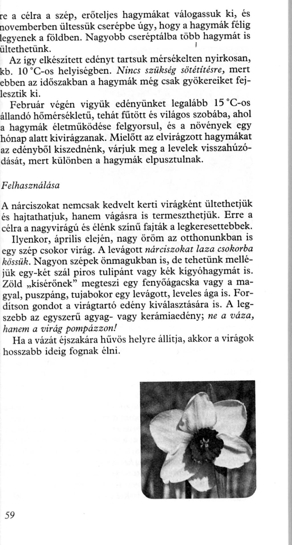 e a célra a szép, erőteljes hagymákat válogassuk ki, és ovemberben ültessük cserépbe úgy, hogy a hagymák félig egyenek a földben. Nagyobb cseréptálba több hagymát is ltethetünk.