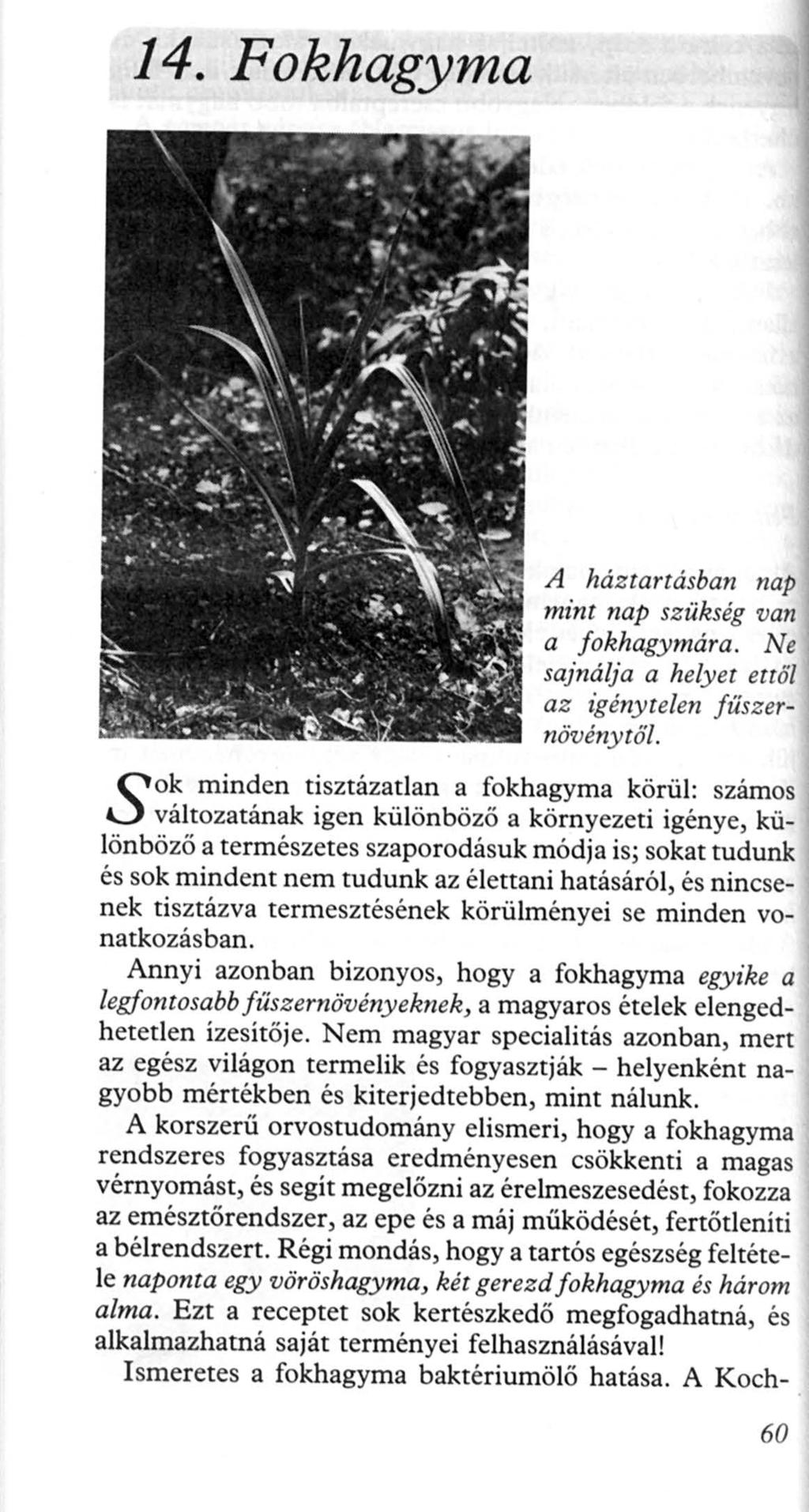 14. Fokhagyma S A ház tartásban nap mint nap szükség van a fokhagymára. Ne sajnálja a helyet ettől az igény telen füszernövény től.