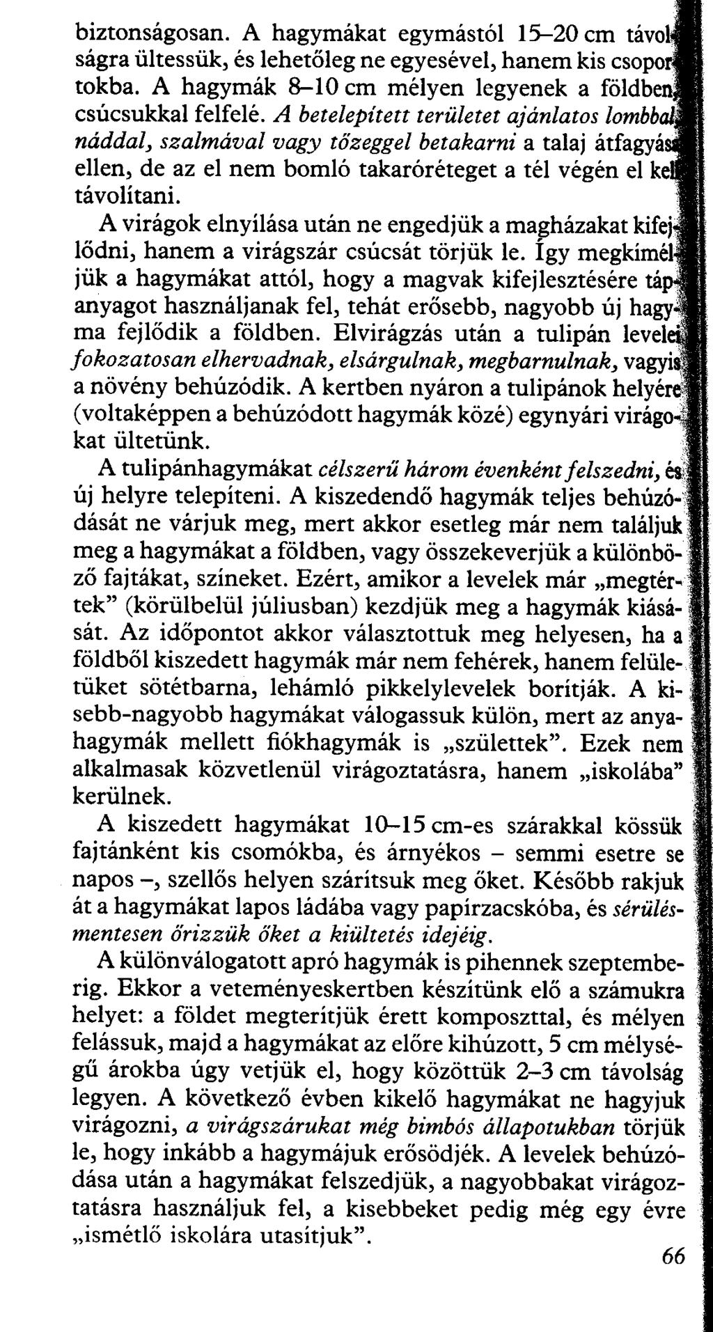 biztonságosan. A hagymákat egymástól 15--20 cm távol ságra ültessük, és lehetőleg ne egyesével, hanem kis csopo tokba. A hagymák 8-10 cm mélyen legyenek a földben csúcsukkal felfelé.