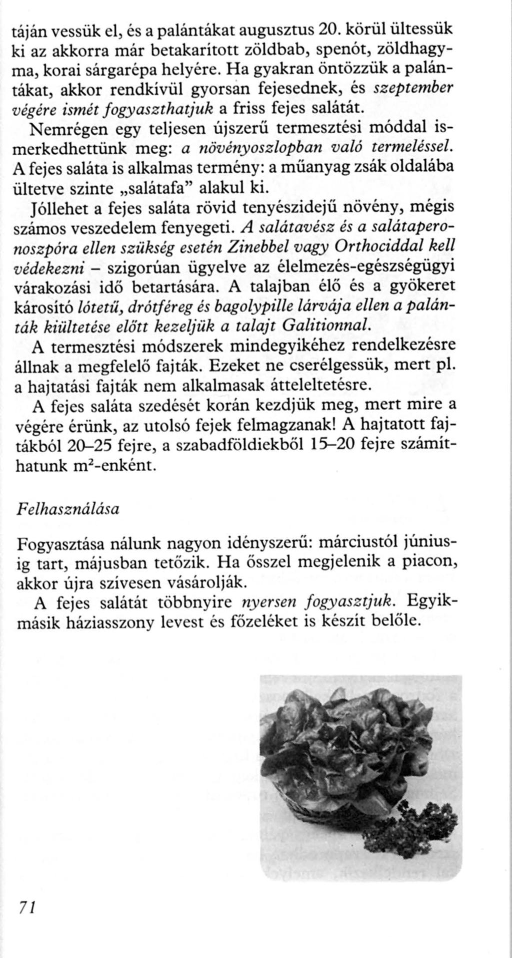 táján vessük el, és a palántákat augusztus 20. körül ültessük ki az akkorra már betakarított zöldbab, spenót, zöldhagyma, korai sárgarépa helyére.