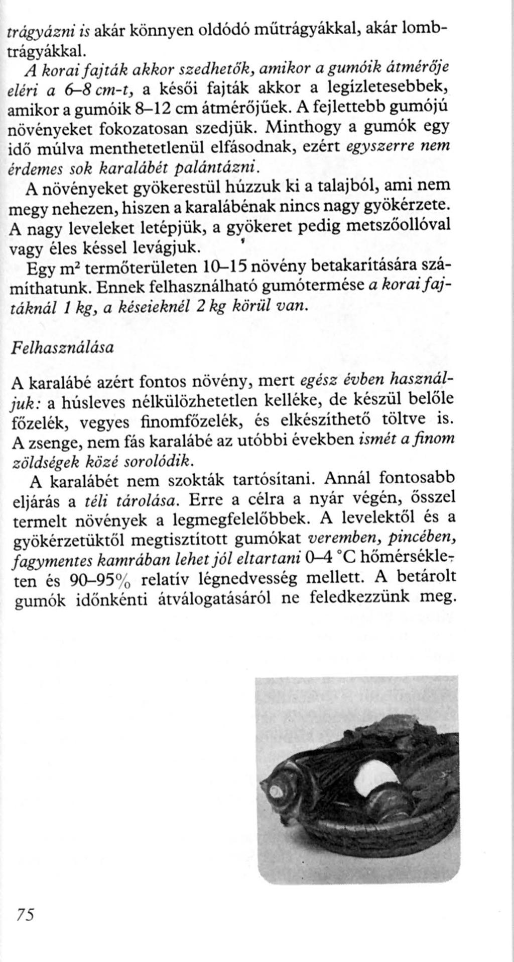 trágyázni is akár könnyen oldódó műtrágyákkal, akár lombtrágyákkal A koraifajták akkor szedh e tők, amikor agumóik átmérője eléri a 6-8 cm-t, a késői fajták akkor a legízletesebbek, amikor a gumóik