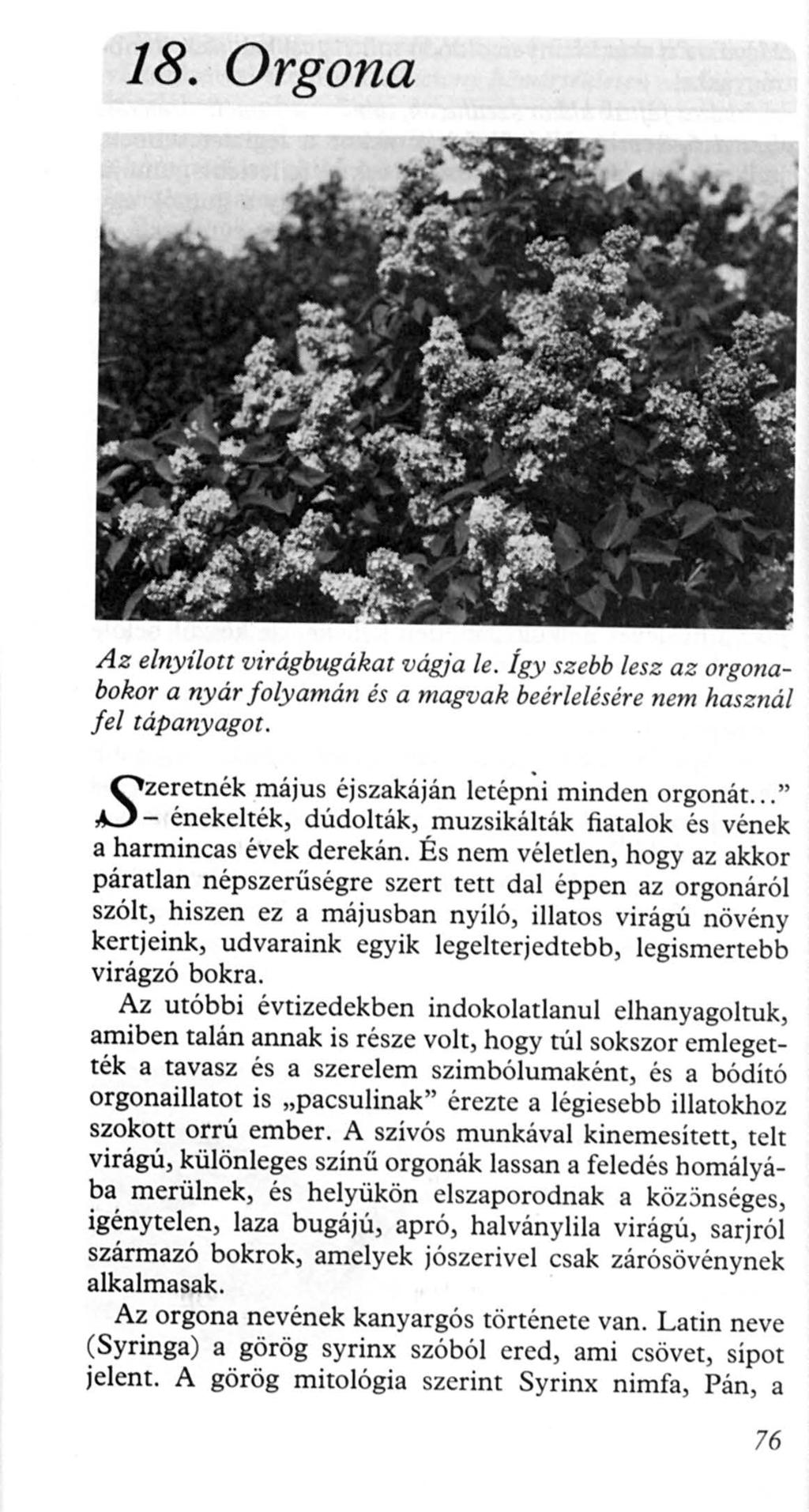 18. Orgona Az e/nyílott virágbugákat vágja le. Így szebb lesz az orgonabokor a nyár folyamán és a magvak beérlelésére nem használ fel tápanyagot. S zeretnék május éjszakáján letépni minden orgonát.