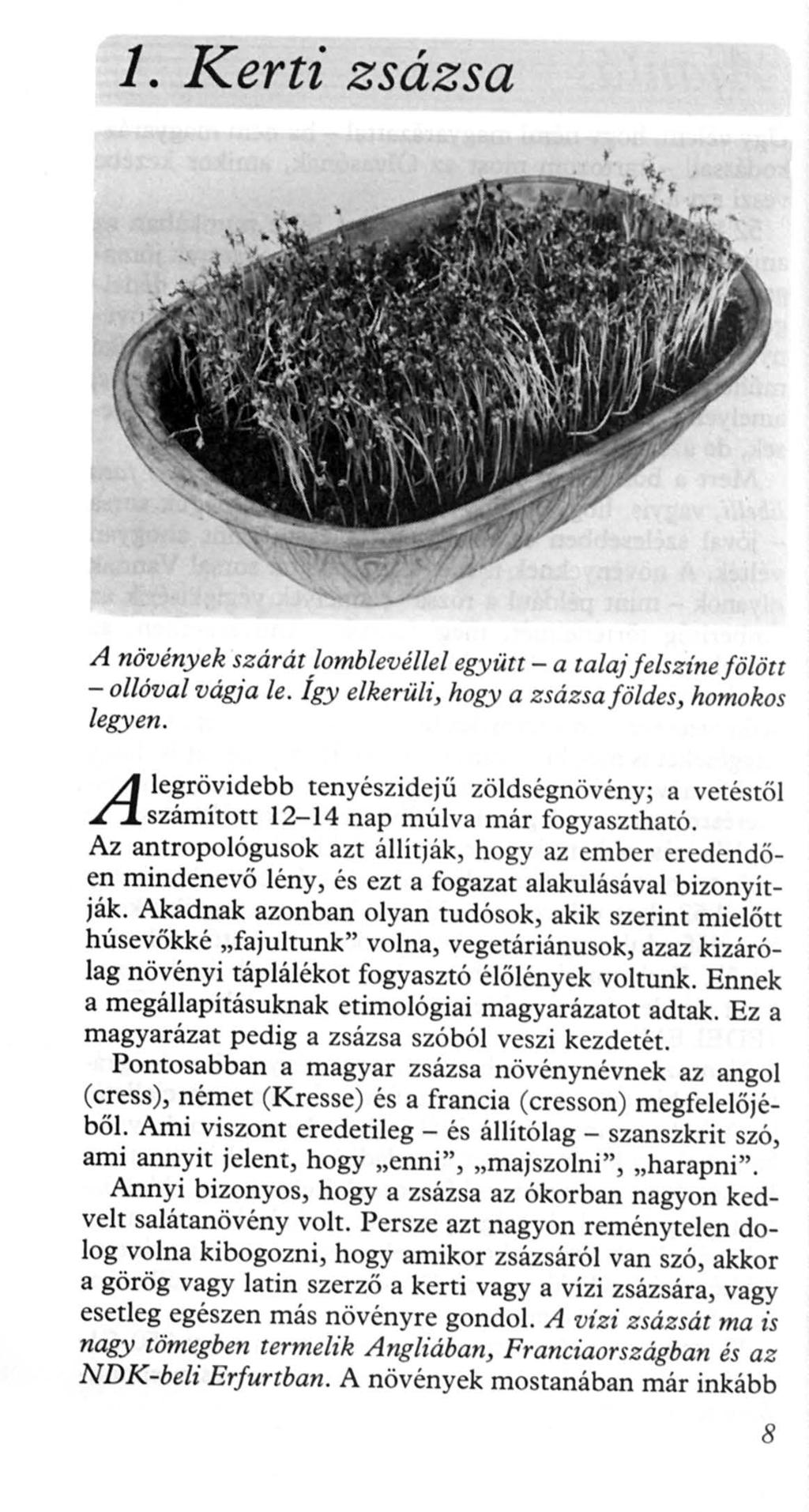 l. Kerti zsázsa A növények sz árát lomblevéllel együtt- a talajfelszíne fölött -ollóval vágja le. Így elkerüli, hogy a zsázsa földes, homokos legyen.