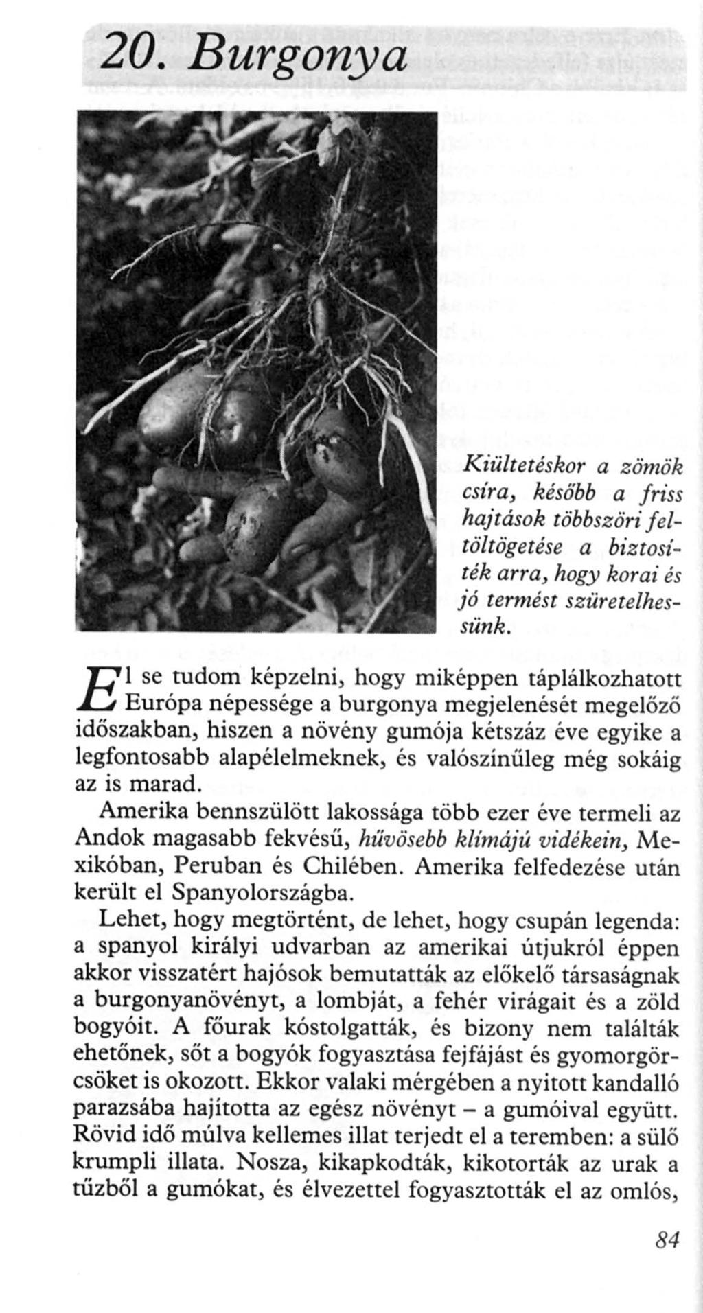 20. Burgonya E KiűZtetéskor a zömök csíra, később a friss hajtások többszöri f eltöltögetése a biztosíték arra, hogy korai és jó termést szüretelhessünk.