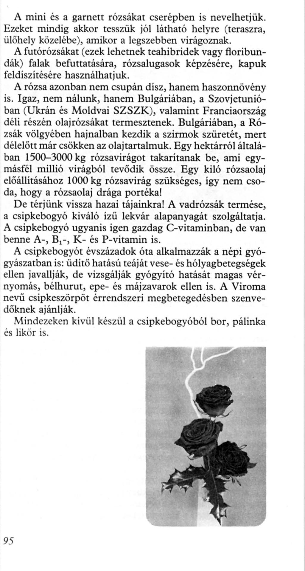 A mini és a garnett rózsákat cserépben is nevelhetjük. Ezeket mindig akkor tesszük jól látható helyre (teraszra, ülőhely közelébe), amikor a legszebben virágoznak.