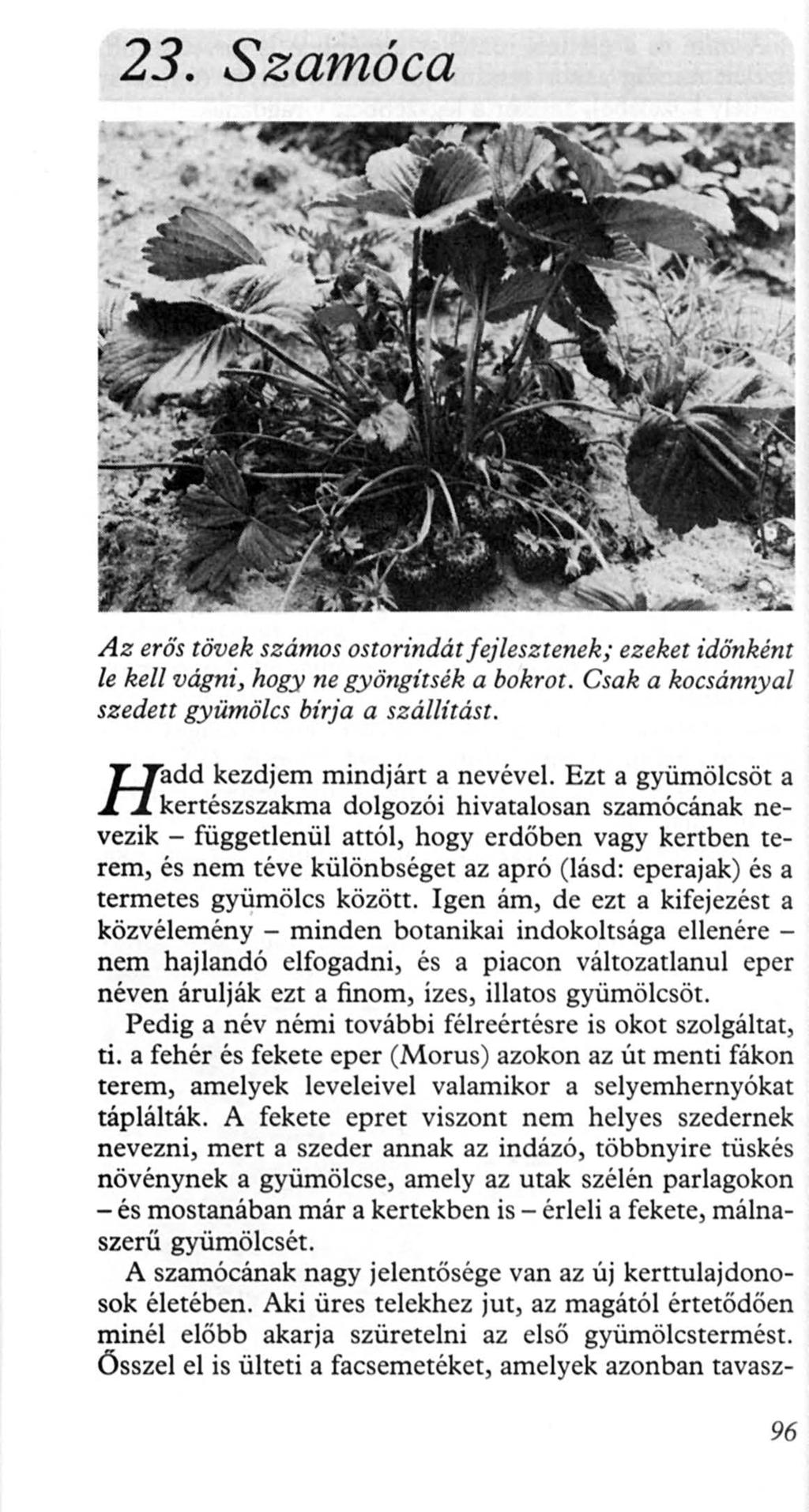 23. Szamóca Az e rős tövek számos ostorindátfejlesztenek; ezeket időnként le kell vágni, hogy ne gyöngíts ék a bokro t. Csak a kocsánnyal szedett gyümölcs bírja a szállítást.