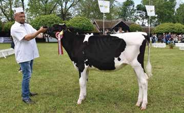 Olaszország, Csehország, Belgium, Luxemburg és Ausztria. A HOLSTEIN-FRÍZ FAJTA DÍJAI Holstein-fríz szűz üsző I/a.