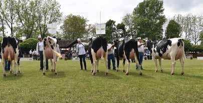 tulajdonos: Agárdi Farm Kft., Seregélyes Holstein-fríz tehén VI.