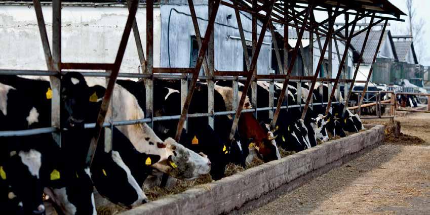 Bolus Ásványi takarmány tejelő