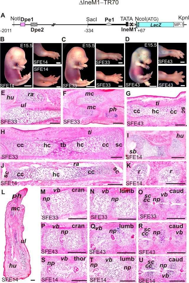 18. ábra A IneM1-TR70 transzgén alacsony zonális aktivitást mutat. A transzgén térképe (A) és expressziós mintázata az alapító embriók vázelemeiben (B-D).