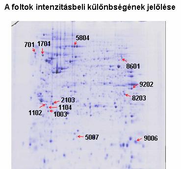 15. ábra: Kezeletlen és kezelt HT-29 vastagbél tumor sejtek fehérje