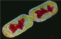 5-5 µm; gömb, pálca vagy spirális, osztódással szaporodnak, egyesek spóraképzők Élesztők: ovális alakú, 5-20 µm, szaporodás