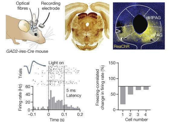 OPTOGENETIKAILAG IGAZOLT GABA-ERG NEURONOK